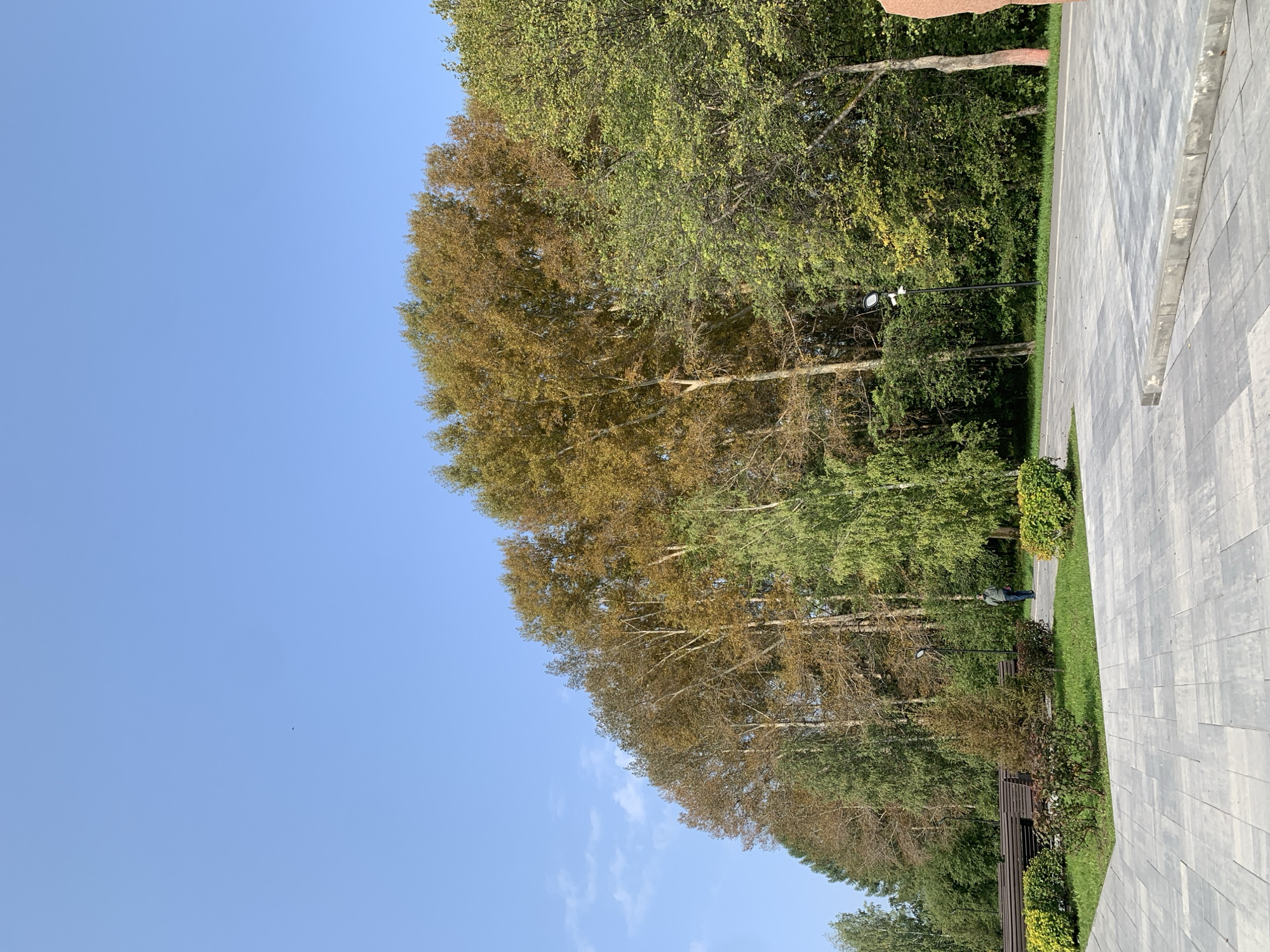 The image depicts a park scene in Prokopyevsk, Russia, under a clear blue sky with a few wispy clouds. In the foreground, a paved pathway made of grey interlocking tiles forms a diagonal line across the frame. To the left of the pathway, there are manicured green bushes and a patch of grass. Further back, several dark brown park benches are stacked on top of each other. A single person, wearing a grey jacket and blue pants, is walking away from the camera on another pathway winding through the park.
Behind the benches and the walkway, a dense line of trees stretches across the middle ground. The trees on the left are primarily green, while those towards the center and right display autumnal colors, with leaves in shades of yellow, brown, and orange. The trunks of these trees are light-colored. A lamppost with two lights is visible among the trees. To the far right, a portion of a large reddish-orange monument is visible. The overall impression is a well-maintained urban park in the early stages of autumn.