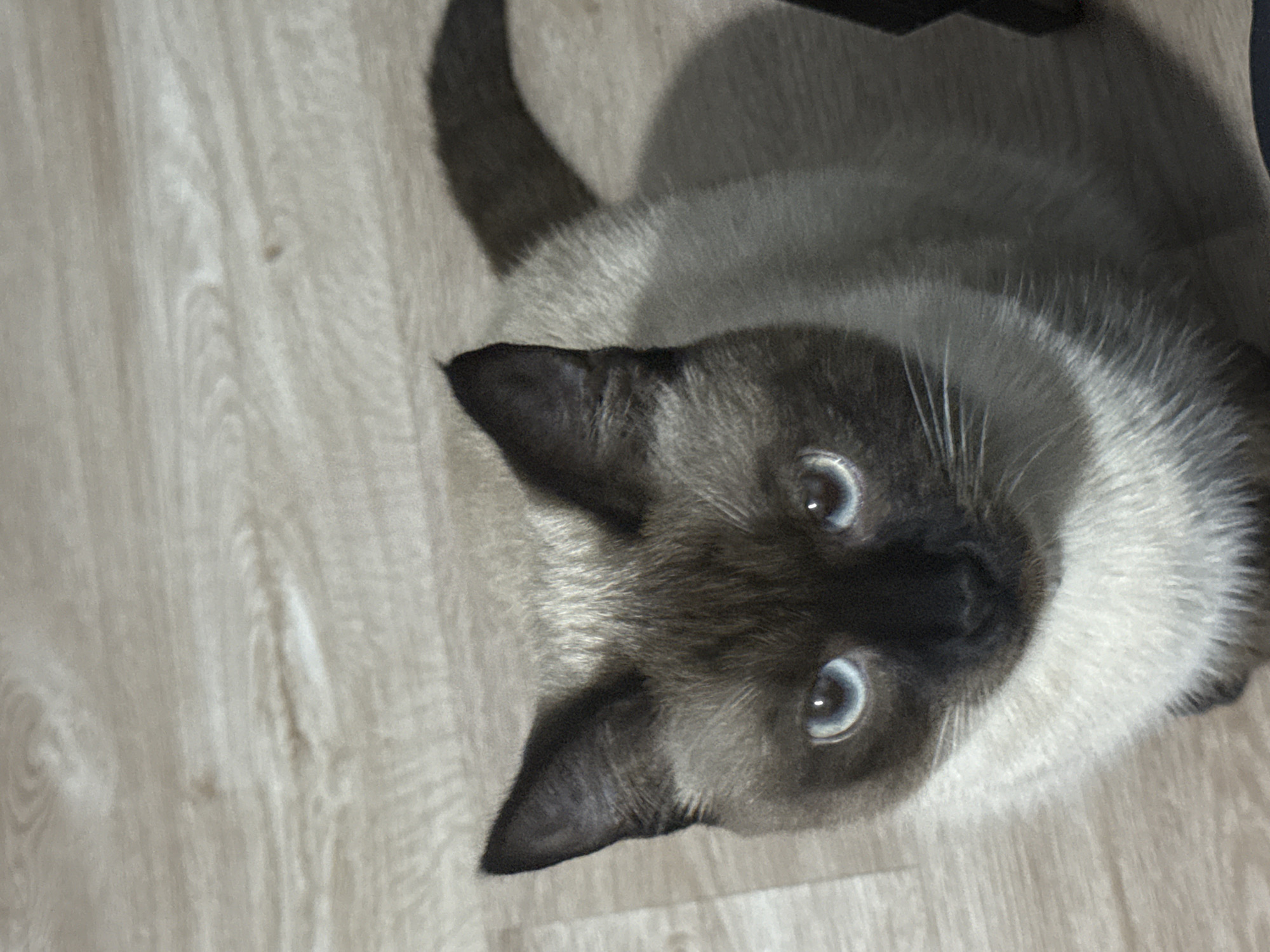 A Siamese cat with striking blue eyes and seal-point markings sits on a light-colored wooden floor. The cat's fur is a mixture of brown and cream colors. Its ears are pointed and dark, contrasting with its lighter facial fur. The background is a close-up of the wooden floor, showing the grain and texture of the wood. There are no people or other animals visible in the image, and no indications of the city of Vostok, Kyrgyzstan.