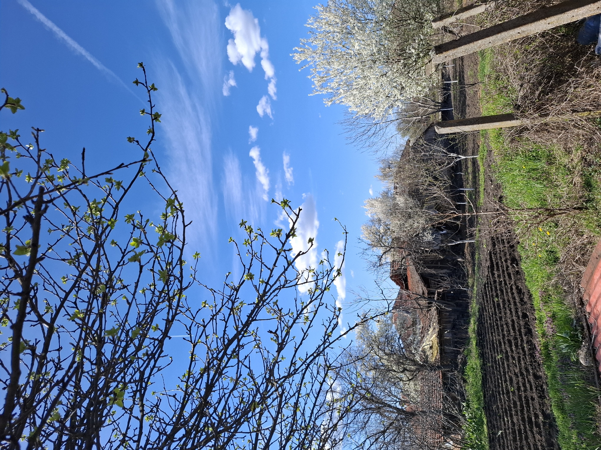 The image captures a rural scene in Gramada, Bulgaria, under a clear blue sky dotted with scattered white clouds. In the foreground, a tree with budding green leaves partially obscures the view, contrasting with the bare branches of other trees in the middle ground. A cultivated field with dark, tilled soil is visible, bordered by patches of green grass and weeds. A weathered, old wooden structure with a red-tiled roof stands in the background, partially hidden by trees with white blossoms. Concrete posts are visible along the edge of the field, suggesting a fence or boundary marker. The scene conveys a sense of early spring in a rural setting.