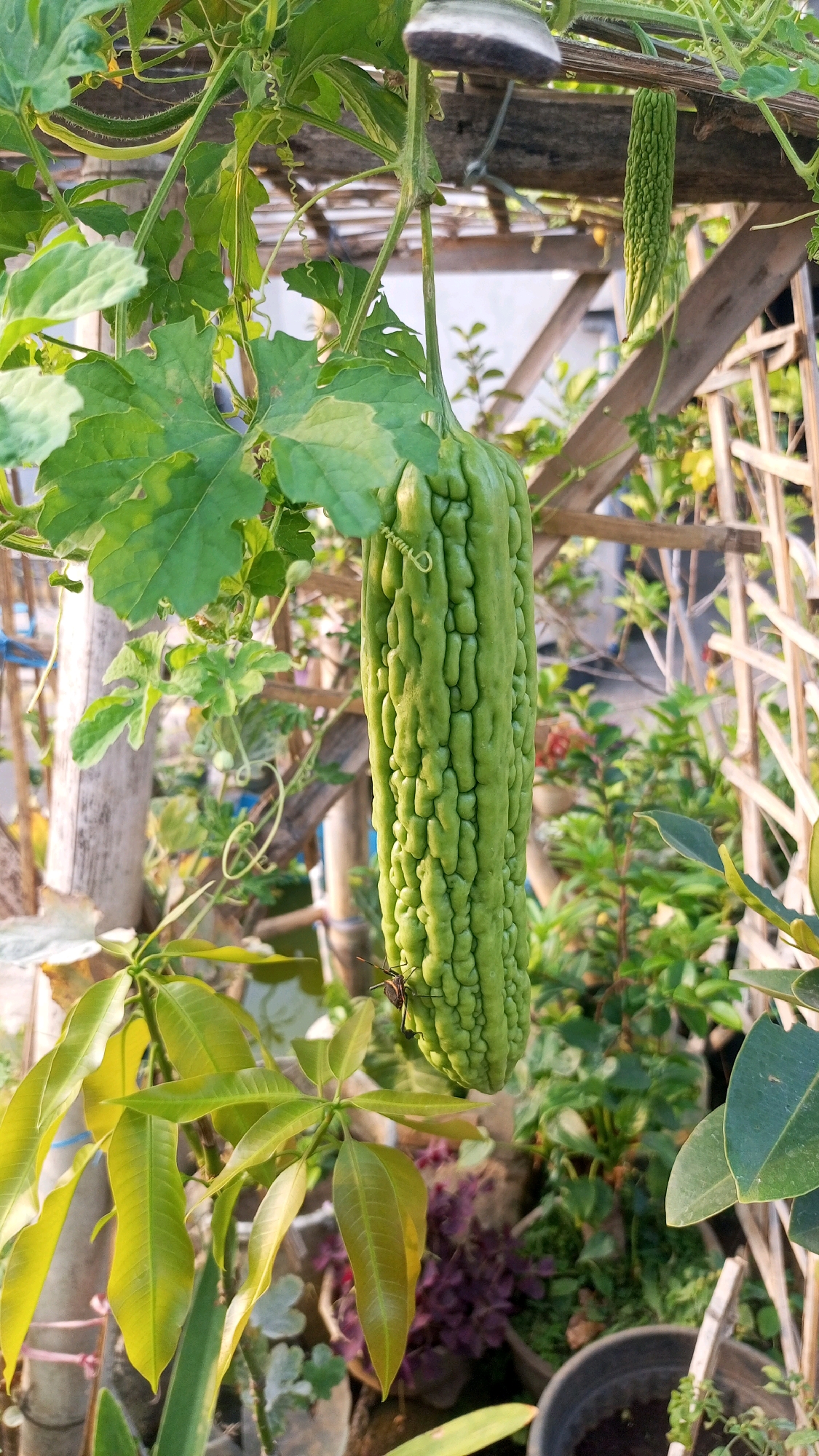 In Mangliawan, Indonesia, a close-up shot focuses on a large, bumpy, green bitter melon hanging from a vine. The melon is positioned centrally in the frame and is adorned with a small, brown insect near its bottom. The surrounding environment is lush with green leaves and other plants, suggesting a garden setting. Wooden structures, likely a trellis or part of a garden support, are visible in the background, along with hints of pots and soil, indicating a cultivated outdoor space. The lighting suggests it is daytime.