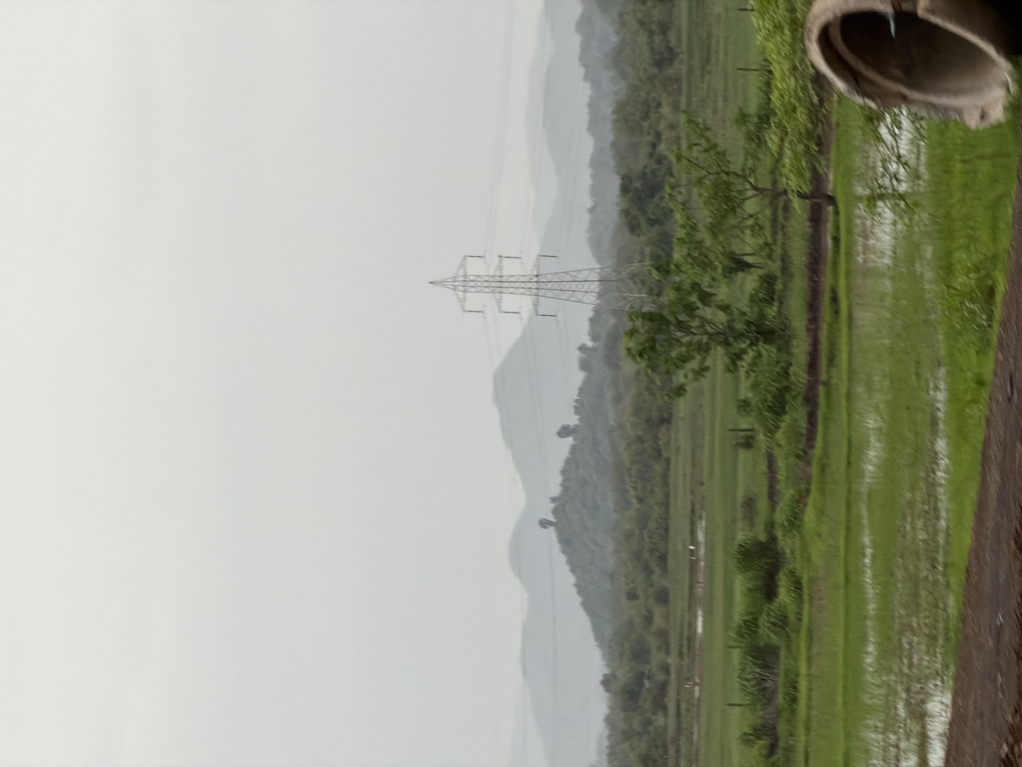 An overcast, possibly humid day in Saphale, India, is depicted. In the mid-ground, a large, silver-colored electrical transmission tower stands prominently against a backdrop of hazy, layered hills. The landscape in front of the hills is a patchwork of lush green fields, some appearing to be flooded rice paddies, interspersed with areas of dense vegetation and scattered trees. A few birds are visible wading in the shallow water of the fields. In the foreground, a portion of a large, curved concrete pipe is visible on the right side, its opening facing inward, obscuring part of the scene. A dirt path or road runs along the very bottom edge of the image. The overall impression is of a rural or semi-rural setting under a muted, grey sky.