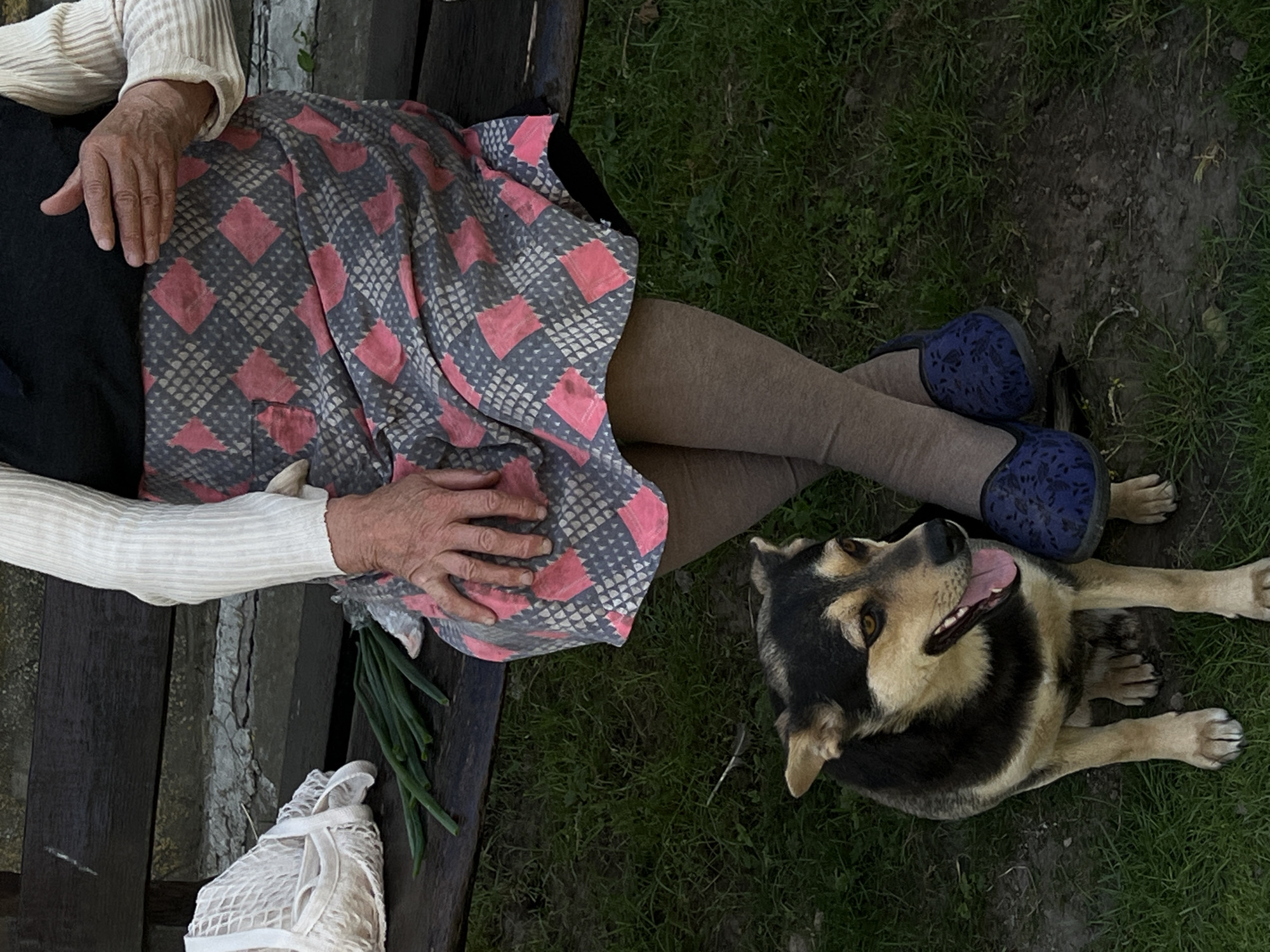 The image shows an overhead view of a person and a dog resting outdoors. The person, likely an elderly woman given the visible wrinkles on her hands and arms, is seated on a wooden bench. She is wearing a long-sleeved cream-colored ribbed top, a dark skirt, and a patterned skirt or shawl draped over her lap, featuring a gray background with a repeating pink diamond pattern. Her legs are covered by tan stockings, and she wears blue slip-on shoes with a floral pattern. Her hands are resting on her lap, with one hand touching the patterned fabric. To her left, on the bench, is a small bunch of green onions and a white mesh bag.
A medium-sized dog, appearing to be a mixed breed with black, tan, and brown fur, is lying on the grass next to the bench, looking up towards the person. The dog's mouth is open, with its tongue visible, suggesting it is panting or relaxed. The dog's paws are splayed out on the green grass, which is interspersed with patches of dark soil.
The setting appears to be a yard or garden, with the wooden bench and the natural ground cover indicating an outdoor environment. The lighting suggests it is daytime, likely overcast or late afternoon, as there are no strong shadows. The overall mood is one of peaceful companionship and relaxation. There is no visible text in the image. The location context provided is Vertelka, Ukraine.