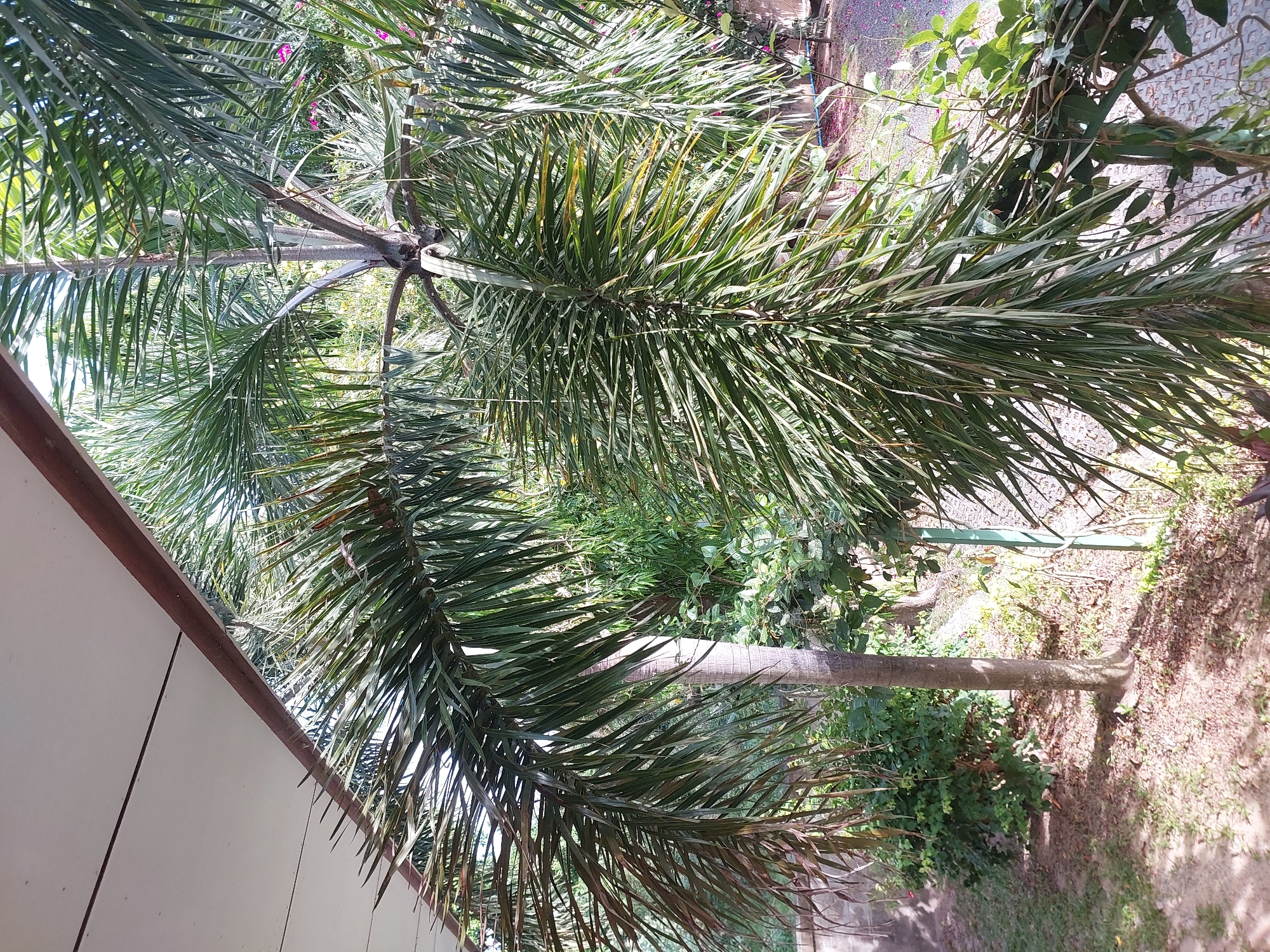 The image depicts a close-up view of a palm tree's fronds in Baan Mae Nam, Thailand. The fronds, which are a vibrant green with some browning, hang downwards, obscuring much of the background. A portion of a light-colored ceiling and a dark brown beam are visible in the upper left corner, suggesting the viewpoint is from under a structure, possibly a balcony or overhang. Beneath the fronds, a paved area with scattered leaves and pebbles is visible, along with other greenery and parts of what appear to be trees and bushes. There are no people or animals in the frame. The lighting suggests it is daytime, with sunlight filtering through the palm fronds, creating dappled shadows.