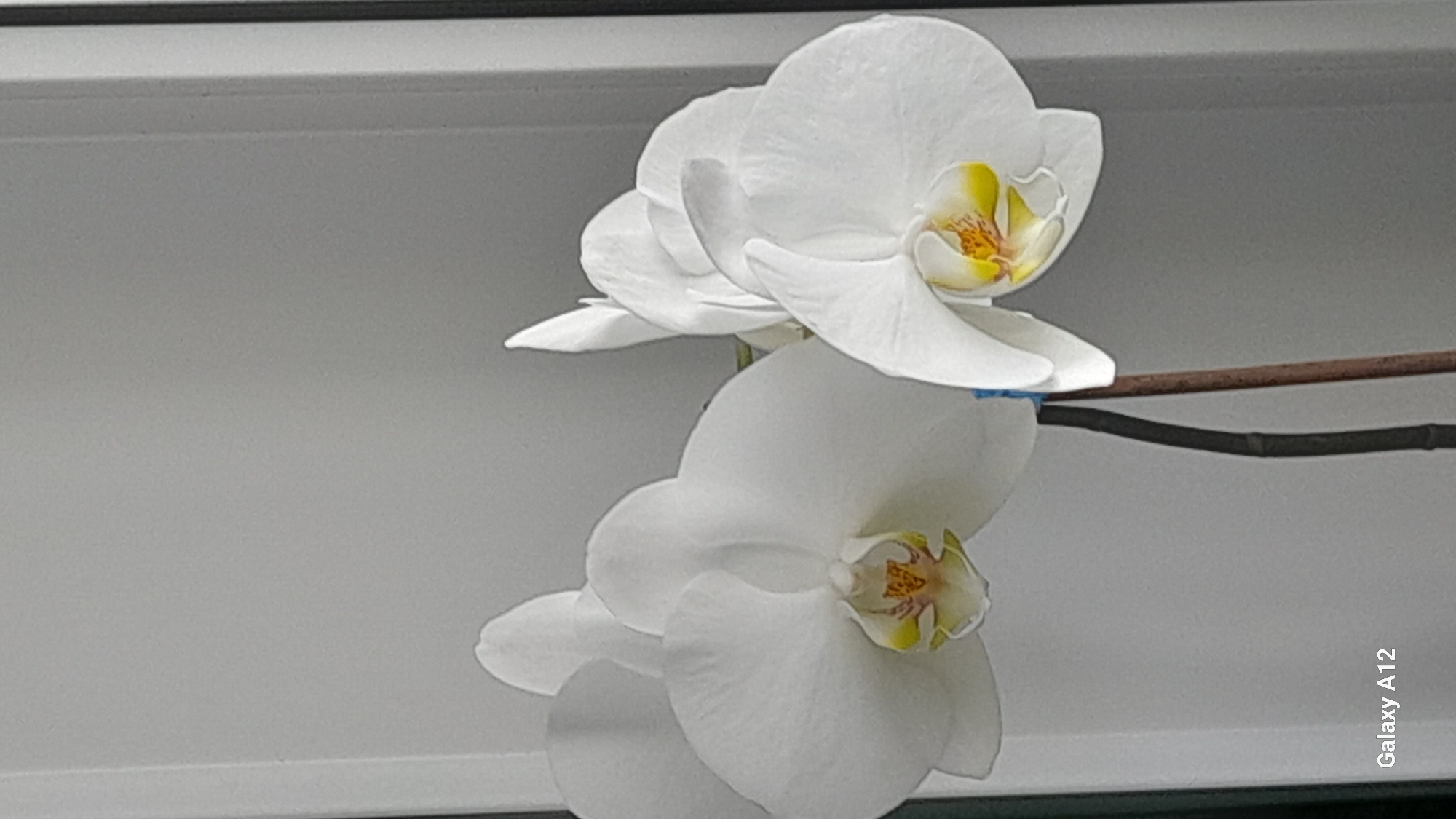 This is a vertical, eye-level, medium shot photograph of two white orchids in bloom. The orchids have large, white petals with yellow and reddish-orange markings in the center. One orchid is in the foreground, slightly to the left, and appears fully open. The second orchid is to the right and slightly behind, also in bloom. The background is a plain, light gray wall. The overall lighting is soft and diffused. The photograph appears to be taken indoors, possibly near a window. The bottom left corner of the image has a watermark that reads "Galaxy A12". There are no people or animals visible in the image. The scene is static and does not depict any action. The location in the city of Марковский, Russia, is not identifiable from the image itself.