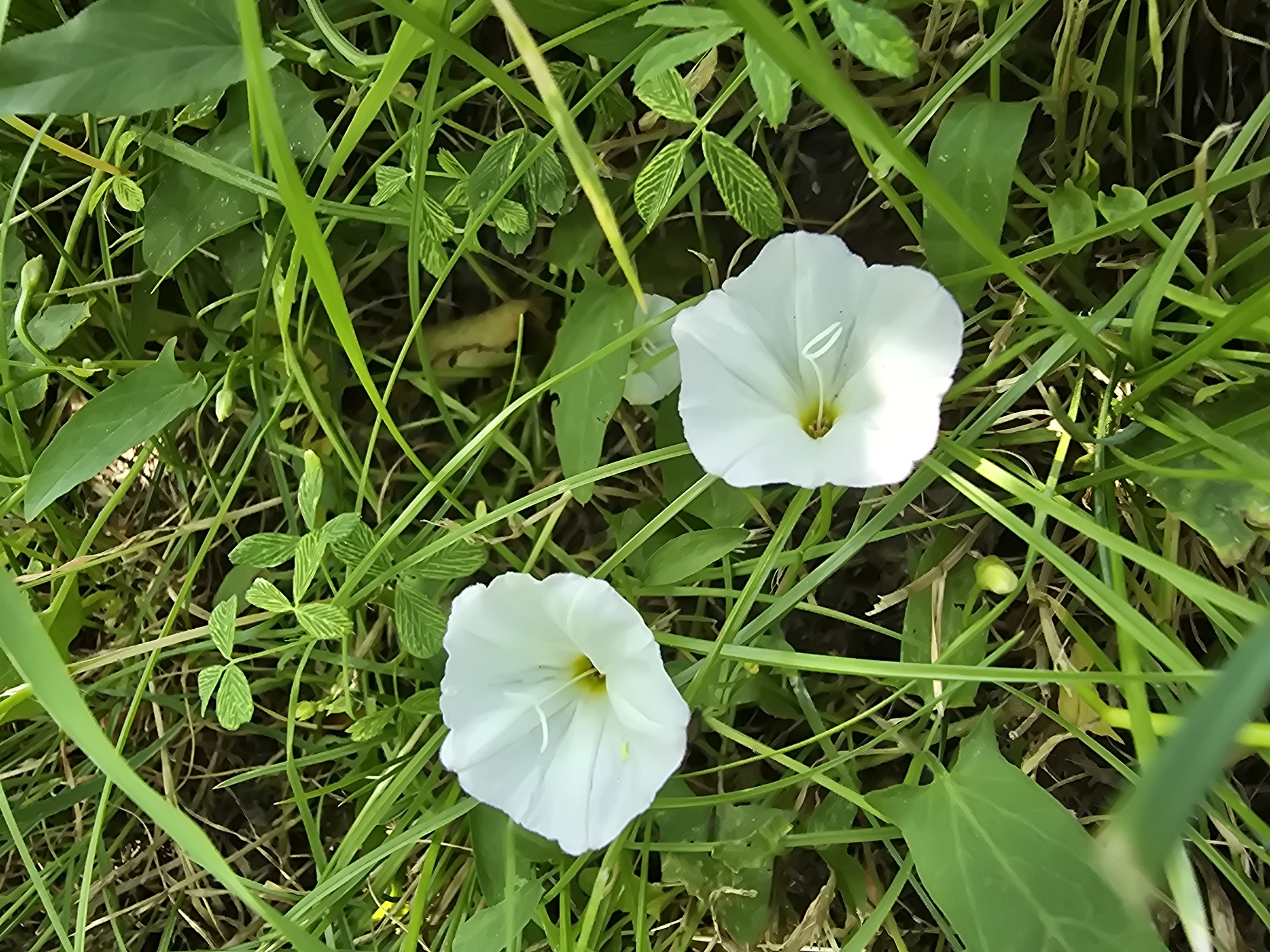 This close-up, eye-level photograph captures two white bindweed flowers amidst lush green grass and foliage in Sofiivska Borshchahivka, Ukraine. The flowers are trumpet-shaped with delicate white petals and yellow centers. One flower is prominently featured in the upper left quadrant, while the second is in the lower right quadrant. The surrounding environment consists of various green grasses, leaves, and some dry, brown organic matter on the ground. The lighting suggests a bright, outdoor setting, likely during daylight hours. There are no people or animals visible in the image. The image focuses on the botanical details of the flowers and their natural habitat.