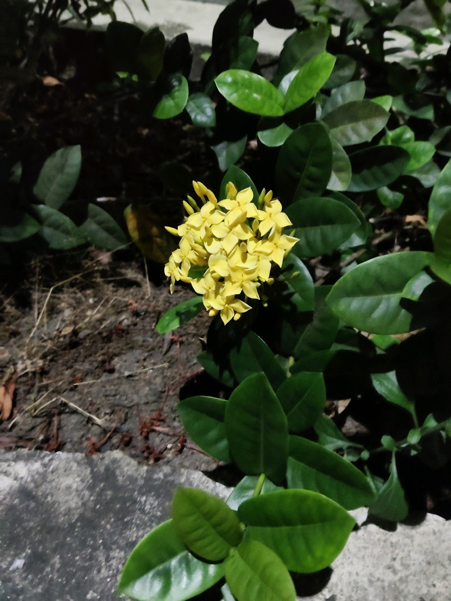 A close-up, eye-level shot captures a cluster of small yellow flowers surrounded by lush green leaves. The flowers are the focal point, with their delicate petals illuminated, while the leaves form a textured backdrop. The ground beneath the foliage is dark and appears to be soil with some dry grass and twigs scattered across it. In the foreground, a rough, grey concrete surface runs along the bottom of the frame, suggesting an urban or garden setting. The lighting suggests it might be nighttime or a dimly lit area, as evidenced by the shadows cast by the leaves and the overall dark ambiance. The image was taken in Mekarmukti, Indonesia.