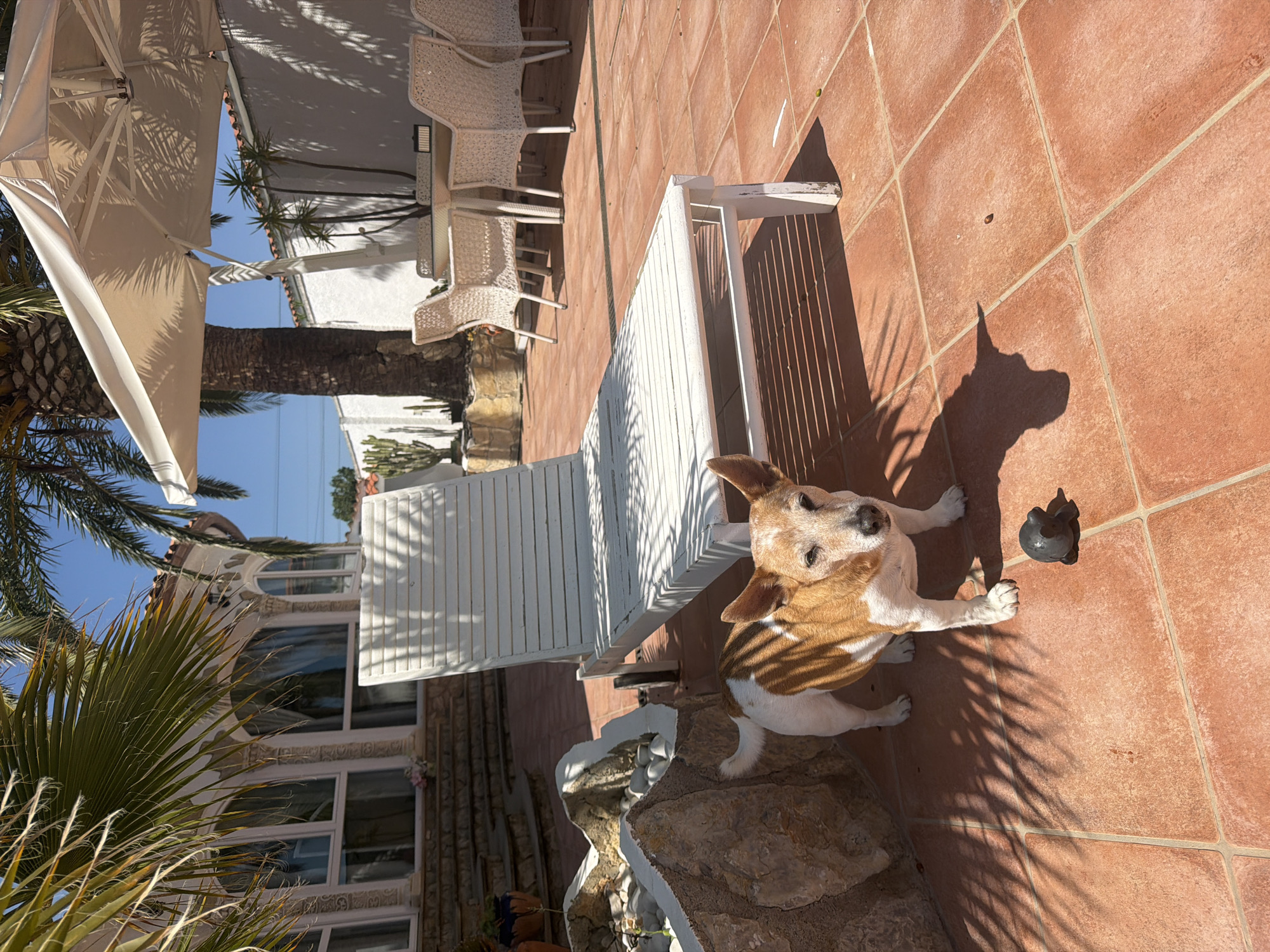The image captures a sunny outdoor patio scene, likely in Mont-roig del Camp, Spain, given the provided context. The main subject is a medium-sized, short-haired dog, possibly a Jack Russell Terrier mix, with brown and white markings. The dog is lying down on a terracotta-tiled patio, looking upwards and slightly to the right of the frame, with its ears perked. A small, dark, ball-like object is visible on the tiles near its right paw.
The patio features large, square terracotta tiles with lighter grout lines. Strong, bright sunlight indicates a midday or early afternoon setting, casting sharp, intricate shadows across the tiles from palm fronds and a large white patio umbrella. A white slatted lounge chair is prominently placed in the middle ground, also casting a defined shadow.
In the background, a white building with distinctive architectural features is visible, including arched windows with white frames and decorative relief details. Lush green foliage, including several palm trees and smaller cacti, frames the scene and adds to the Mediterranean ambiance. A table with several white wicker chairs is partially visible on the left side, under the shade of the umbrella. The sky above is clear and blue. The overall impression is one of relaxation in a warm, pleasant outdoor environment. There is no visible text in the image.