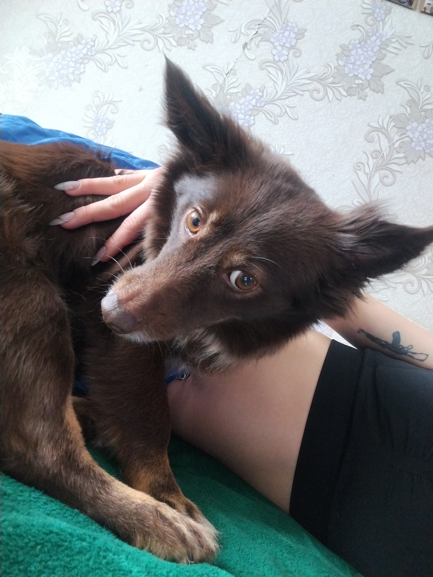 An indoor residential scene in the city of Unknown, Unknown, shows a medium-sized brown dog resting on a teal-green textured blanket or rug. The dog, predominantly brown with lighter brown and white markings around its snout and chest, has pointed ears and wide, dark brown eyes fixed directly at the viewer. A pale-skinned human left hand with long, light-colored artificial fingernails is stroking the dog's back. A portion of the human's upper left arm is visible, bearing a black tattoo depicting an assault rifle (AK-47 style). A segment of a human leg clad in black fabric is visible in the lower right. A blue fabric item is partially visible behind the dog's back. The background features light-colored wallpaper with a repeating floral and scrollwork pattern in grey and light blue hues.