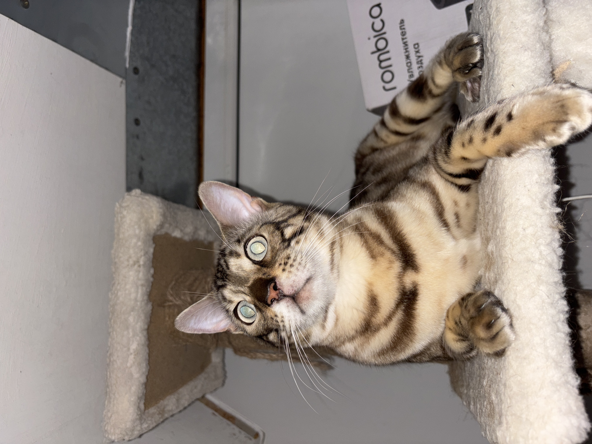 A Bengal cat with distinctive brown and black spots is lying on a plush, cream-colored surface. The cat is looking upwards with wide, green eyes reflecting light. Its ears are perked, and its whiskers are prominent. The cat has a striped tail and legs. In the background, a white box with Russian text that includes the word "rombica" is visible. The environment appears to be indoors, possibly on a cat tree, with a textured ceiling above. No specific location in Noviy, Russia, can be determined from the image.