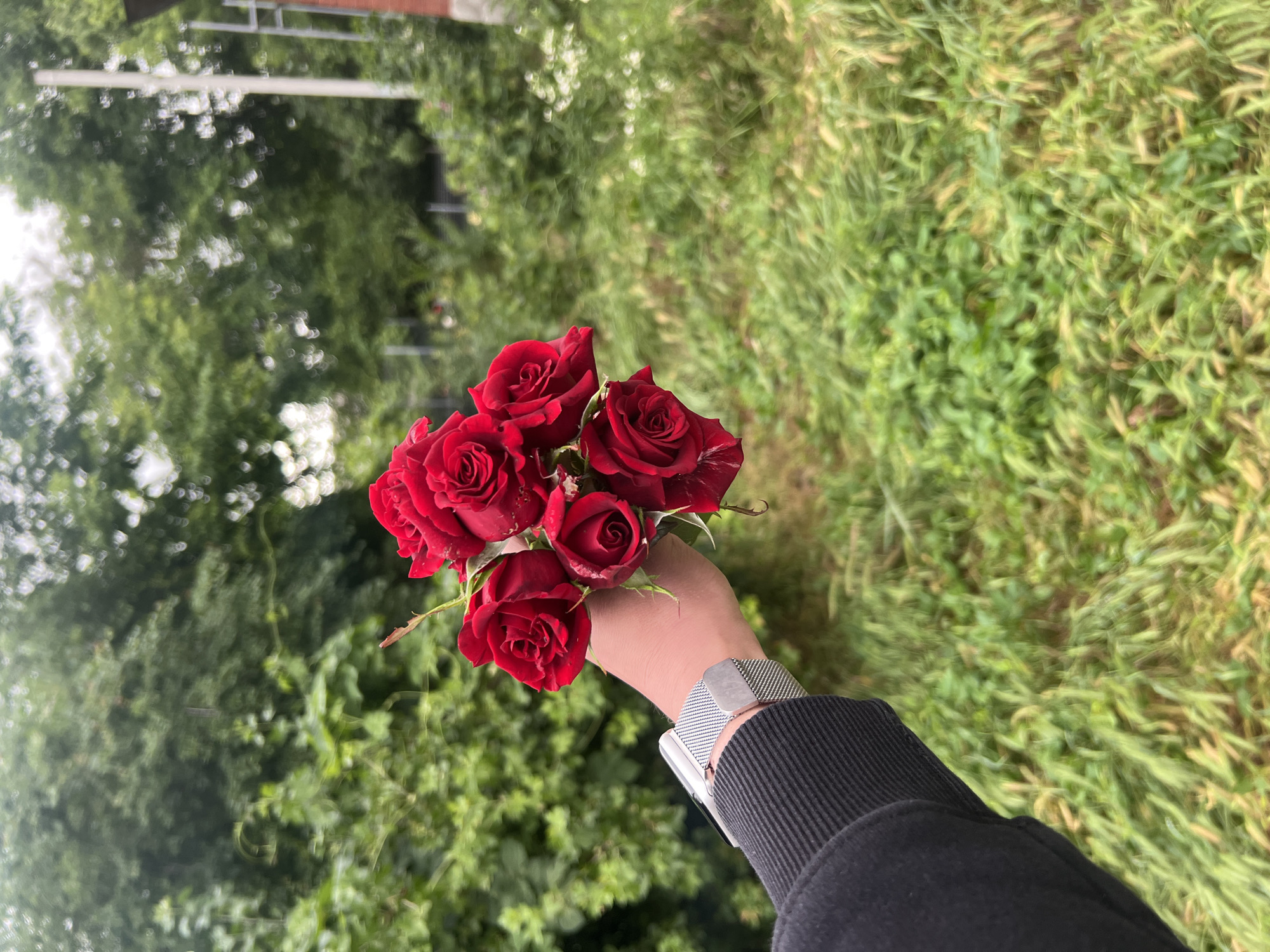 A person's hand, wearing a black sleeve and a silver mesh watchband, holds a bouquet of six red roses with some white streaking on one petal. The background is a soft-focus blur of green foliage, consisting of trees and grass, suggesting an outdoor setting likely in the city of Dubăsari town council, Moldova. The lighting is overcast, contributing to the diffused quality of the image.