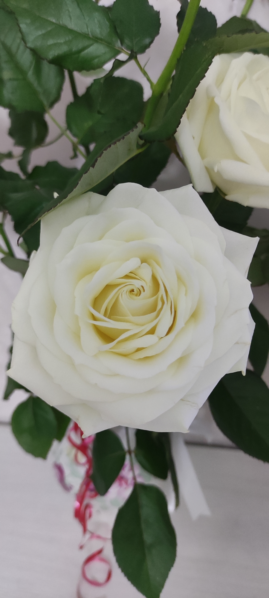 The image shows a close-up of a white rose in full bloom. The petals are tightly arranged in the center, gradually opening outwards. There are green leaves and part of another white rose in the background. Below the main rose are ribbons, one red and the other white. The background is a light gray/white. The location is not discernible from the image.