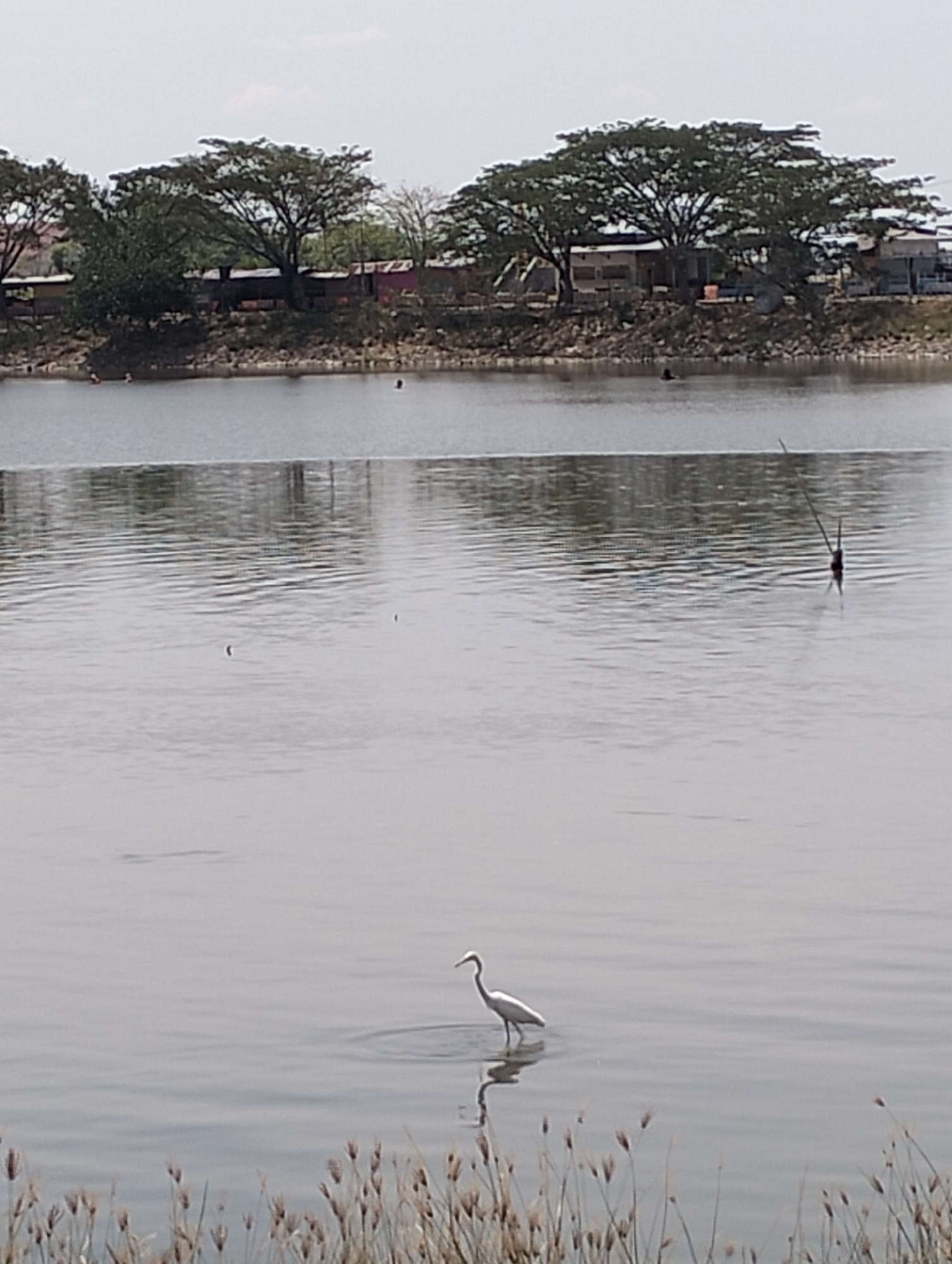 The image presents a body of water with trees lining the far bank, likely a lake or river. Structures resembling buildings or sheds can be seen behind the trees. In the foreground, there's an area of vegetation growing along the water's edge. A white bird, possibly an egret or heron, stands in the water, creating ripples around it. The sky is overcast, contributing to the overall muted color palette of the scene. Considering the information given, this image likely portrays a portion of the city of Lhokseumawe, Indonesia, specifically the natural surroundings within or near the urban area.