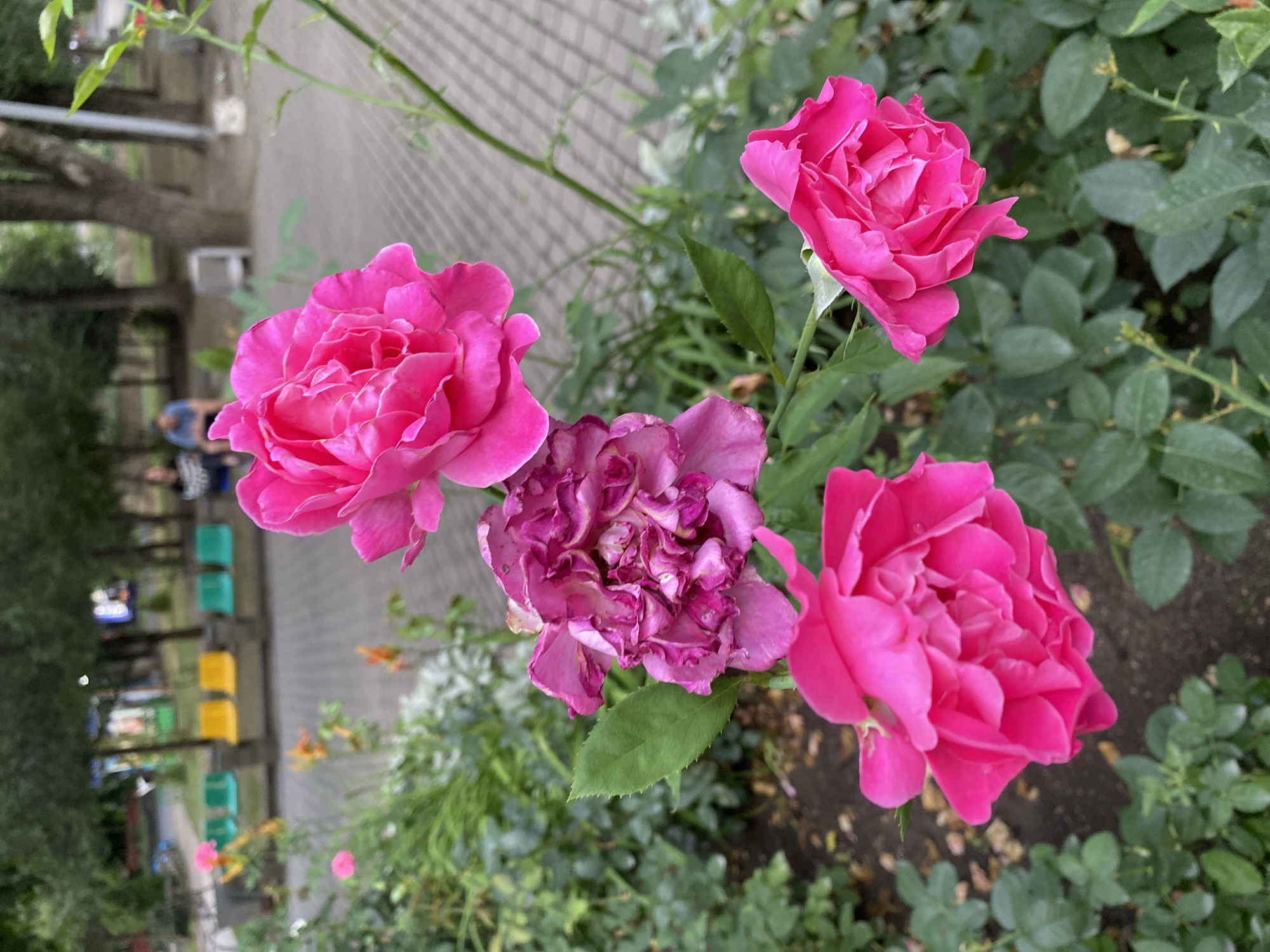 The image captures a close-up view of several bright pink roses in bloom. The roses are the primary subjects, with their layered petals and vibrant color dominating the foreground. In the background, the scene is blurred but suggests an outdoor setting. There are hints of green foliage and the ground appears to be a mixture of soil and possibly some gravel or small stones. Beyond the immediate greenery, a paved pathway or walkway is visible, with a chain-link fence or railing running parallel to it. Further in the background, there are indistinct shapes that could be structures or other elements of a park or garden. The image is captured at eye-level, looking down slightly at the roses. The lighting suggests it is daytime, likely with overcast skies as there are no harsh shadows. There are no discernible people or specific objects that can be clearly identified due to the blurriness of the background. The overall mood is peaceful and natural, focusing on the beauty of the flowers. No text is visible in the image. The context provided indicates the location is Almaty, Kazakhstan, which might suggest the type of flora or common garden settings in that region.