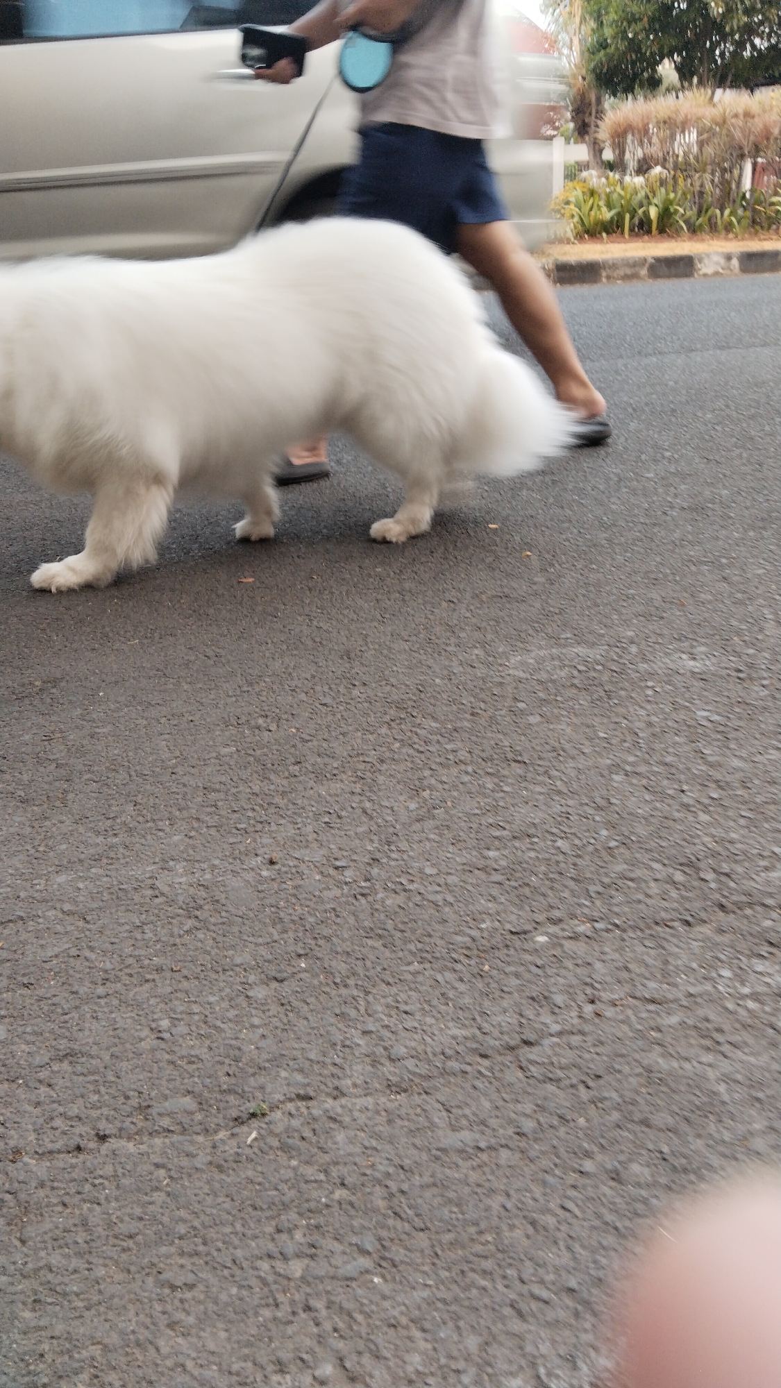 A blurred, medium-shot, eye-level outdoor photograph shows a large, fluffy white dog walking on a paved road next to a silver vehicle. The dog is in the foreground and is mostly in focus, with its body facing towards the right of the frame. Its fur appears long and thick. The dog is on a leash, which is held by a person who is walking to the right of the dog. The person is also blurred due to motion. The person is wearing a light-colored t-shirt and dark shorts. The silver vehicle is to the left of the dog and person, and only the rear side is visible. The road is made of asphalt and has some cracks and debris on it. In the background, there is a sidewalk with some greenery and bushes. The overall scene suggests a walk in an urban or suburban area, possibly in West Jakarta, Indonesia, given the presence of the vehicle, paved road, and vegetation typical of the region.