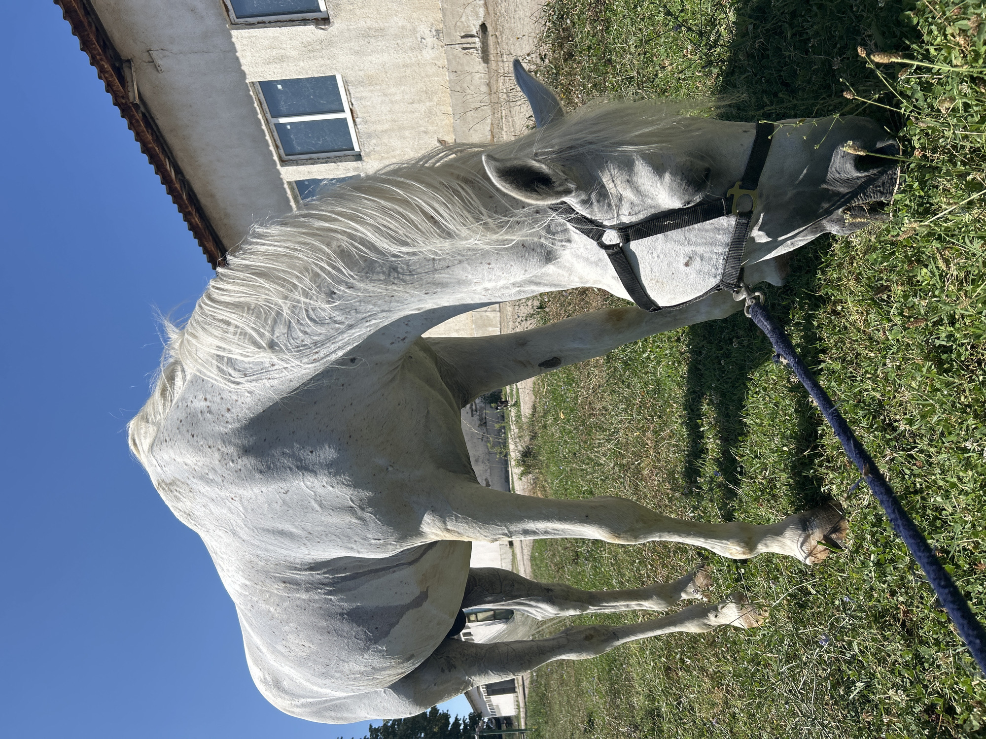 The image shows a white horse grazing in a grassy area next to a building. The horse is wearing a black halter and a blue lead rope. The building appears to be a stable or barn, with a weathered roof and windows. The sky is clear and blue, indicating a sunny day. The location is specified as Stara Zagora, Bulgaria. The overall scene suggests a rural or semi-rural setting.