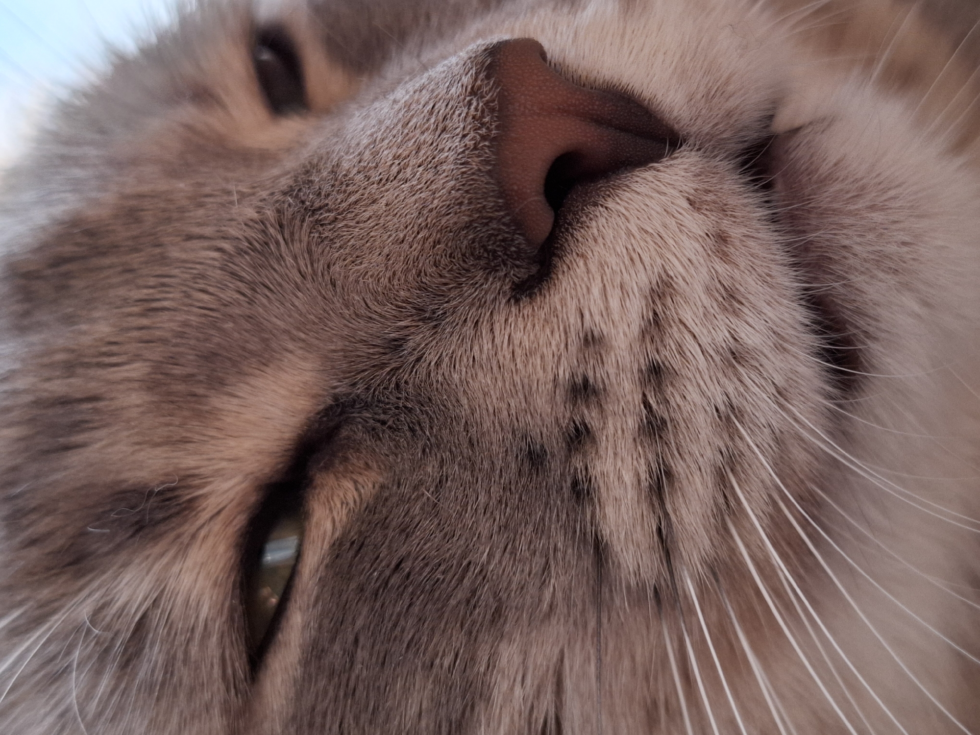 The image shows a close-up of a cat's face, specifically its nose, whiskers, and partially visible eyes. The cat has brownish-grey fur. The environment or location is not discernible from the image. The city of Novi Sad, Serbia, is not evident in the image.