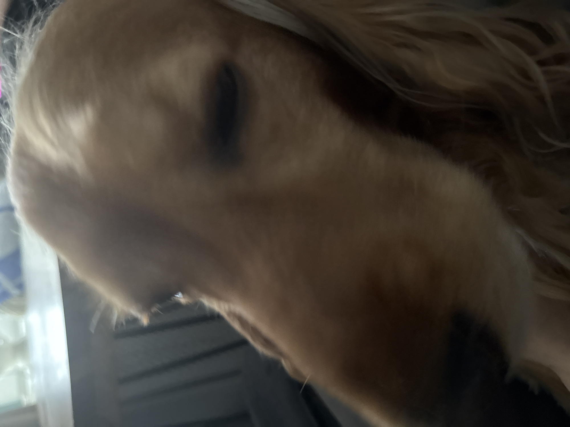 A close-up, low-angle, slightly out-of-focus shot shows the face of a golden-colored dog. The dog's left eye is visible, while its right eye is partially closed. The dog's fur appears to be long and wavy, particularly on the right side of its head. The background is dark and indistinct, with some vertical lines suggesting furniture or a structure. There is also a blurred area of light in the upper left corner, possibly a window or a light source. The overall impression is that of a dog at rest or perhaps being held.