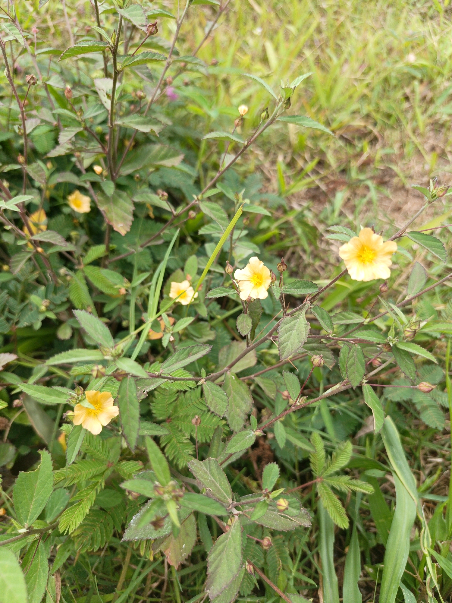 The image depicts a close-up view of a cluster of small yellow flowers blooming on a plant with green leaves and reddish-brown stems. The flowers have five petals and are arranged in small groups. Some buds are also visible on the stems. The background consists of out-of-focus green grass and dry soil, suggesting an outdoor environment. The lighting appears natural, likely daylight. The scene is static with no people or animals present. The plants are growing in a natural setting, potentially a garden or a field. The location is identified as Batu, Indonesia, implying a tropical or subtropical climate suitable for this type of vegetation.