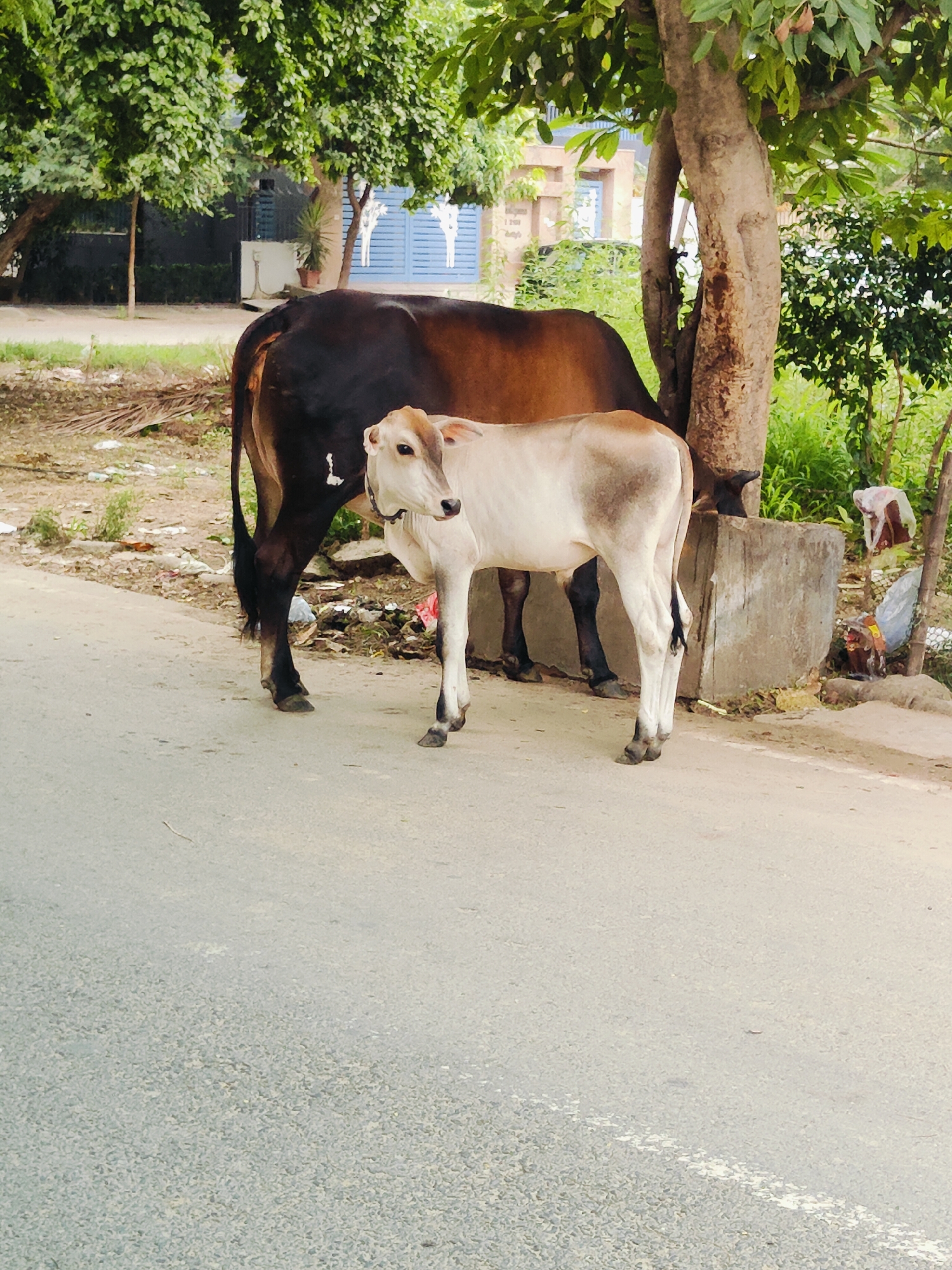 A cow and its calf are standing on a paved road in Gurgaon, India. The cow is dark brown and the calf is light brown and white. They are standing under a tree with green leaves. In the background, there is a building with blue doors and windows. There is also some trash on the side of the road. The scene appears to be a street in a residential area.