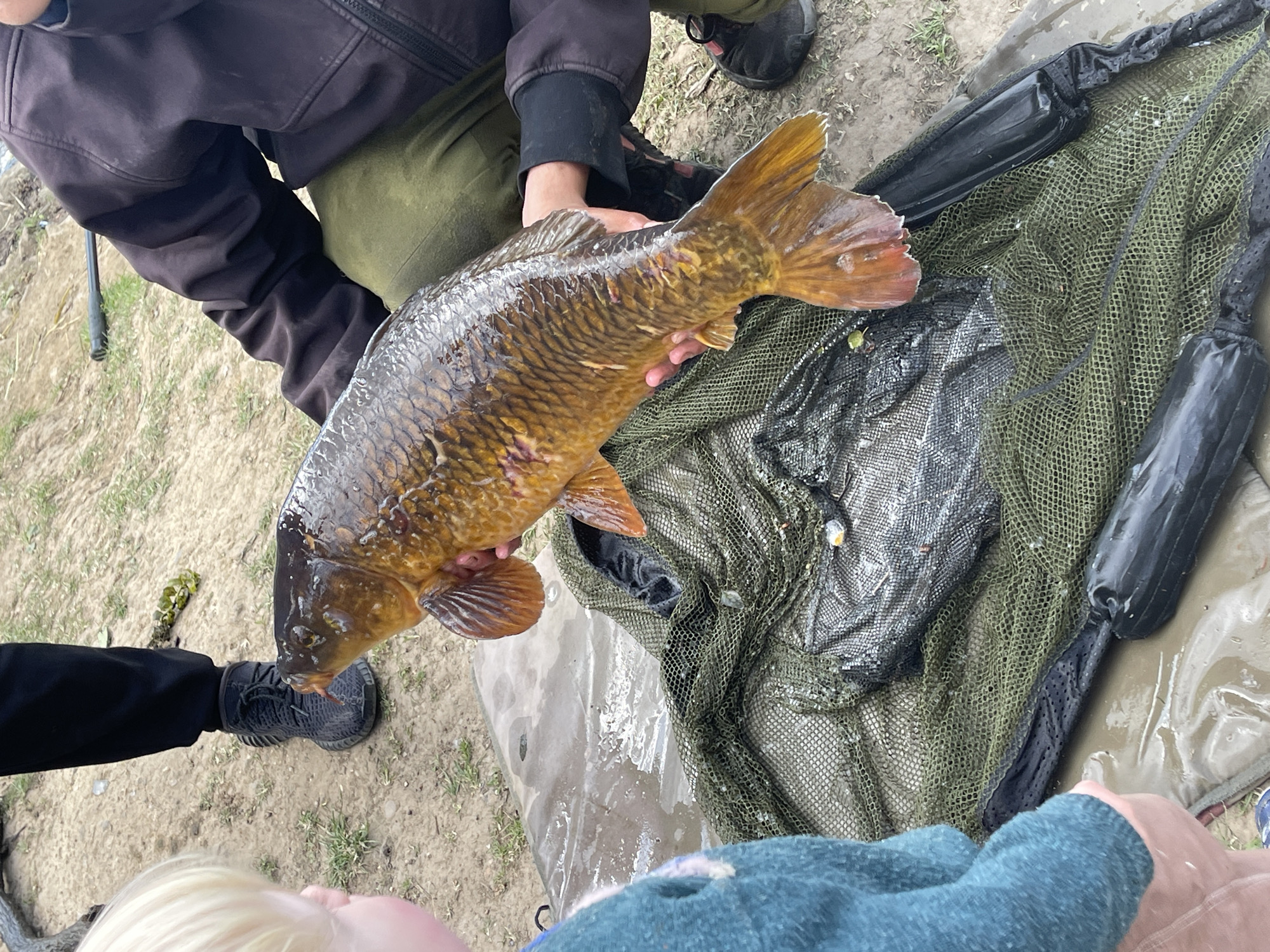 A top-down shot shows a carp being held by a person wearing a dark jacket and olive-colored trousers. The fish is wet, golden-brown, and scaled. A second person wearing black trousers and shoes is standing beside the person holding the fish. A landing net is partially visible, lying on a damp, tarp-like surface. The ground is a mixture of dirt and grass. A small child with blonde hair and a blue shirt is in the foreground. The location appears to be outdoors, near a body of water. The location cannot be determined to be in Maidstone, United Kingdom based on the details present in the image.