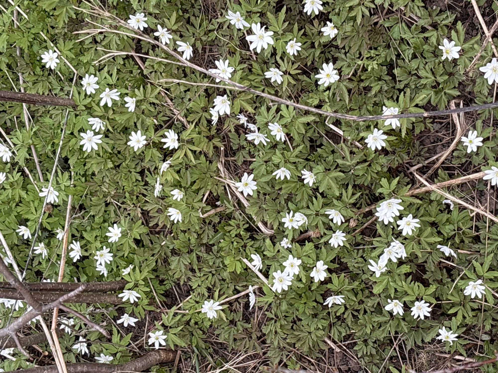 The image presents an overhead view of a natural ground cover teeming with small white flowers, likely wood anemones, scattered across a dense bed of green foliage. Each delicate blossom features white petals and a distinct yellow center. The plants display deeply lobed, vibrant green leaves, forming a rich, textured carpet.
Numerous thin, bare brown branches and twigs are interspersed throughout the scene, some lying horizontally or diagonally, adding a rustic element to the natural setting. Patches of dark soil or dried organic matter are subtly visible beneath the plants and branches. The lighting is soft and even, suggesting an overcast day or a shaded area, as there are no harsh shadows. The overall impression is one of early spring, showcasing the serene beauty of a forest floor in bloom, consistent with the location context of Фоки, Russia. No human presence, activity, or visible text is depicted.