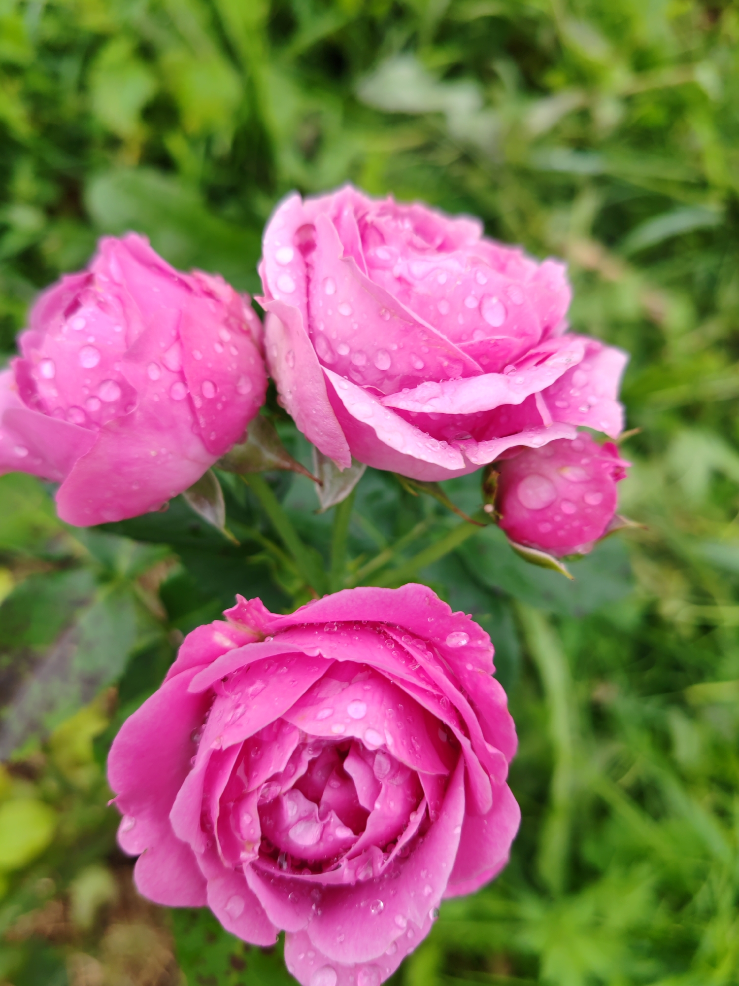 The image shows a close-up of several pink roses with water droplets on their petals, set against a blurred green background of foliage. The roses appear to be in a garden. No people or specific city locations are identifiable within the image.