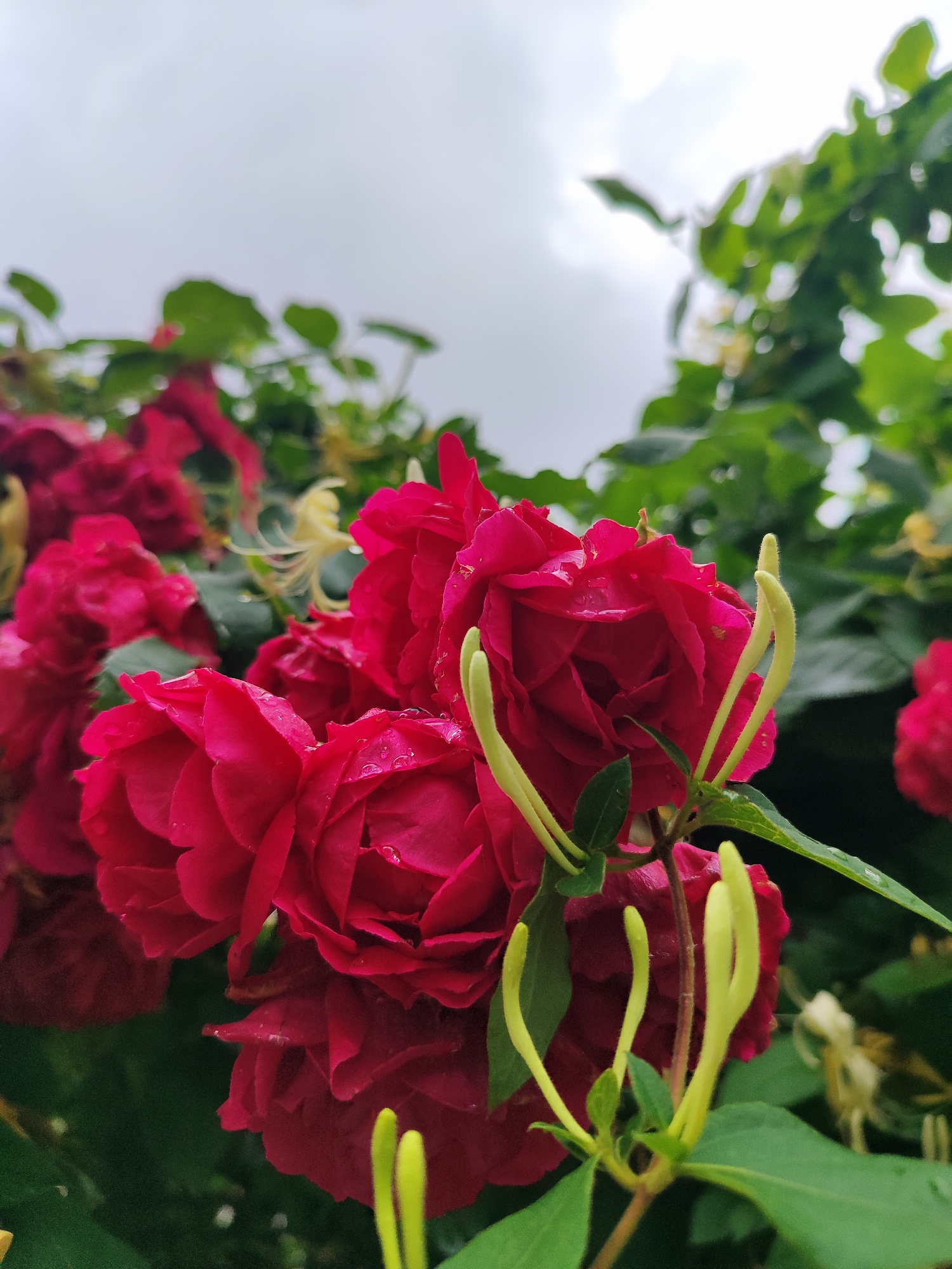 A close-up, low-angle shot captures a cluster of dark pink roses and pale yellow honeysuckle buds against an overcast sky and lush green foliage. Water droplets are visible on the rose petals. The scene is outdoors, suggesting a garden setting. The location, Bryukhovetskaya, Russia, indicates a possible rural or suburban environment. There are no people or animals present in the image.