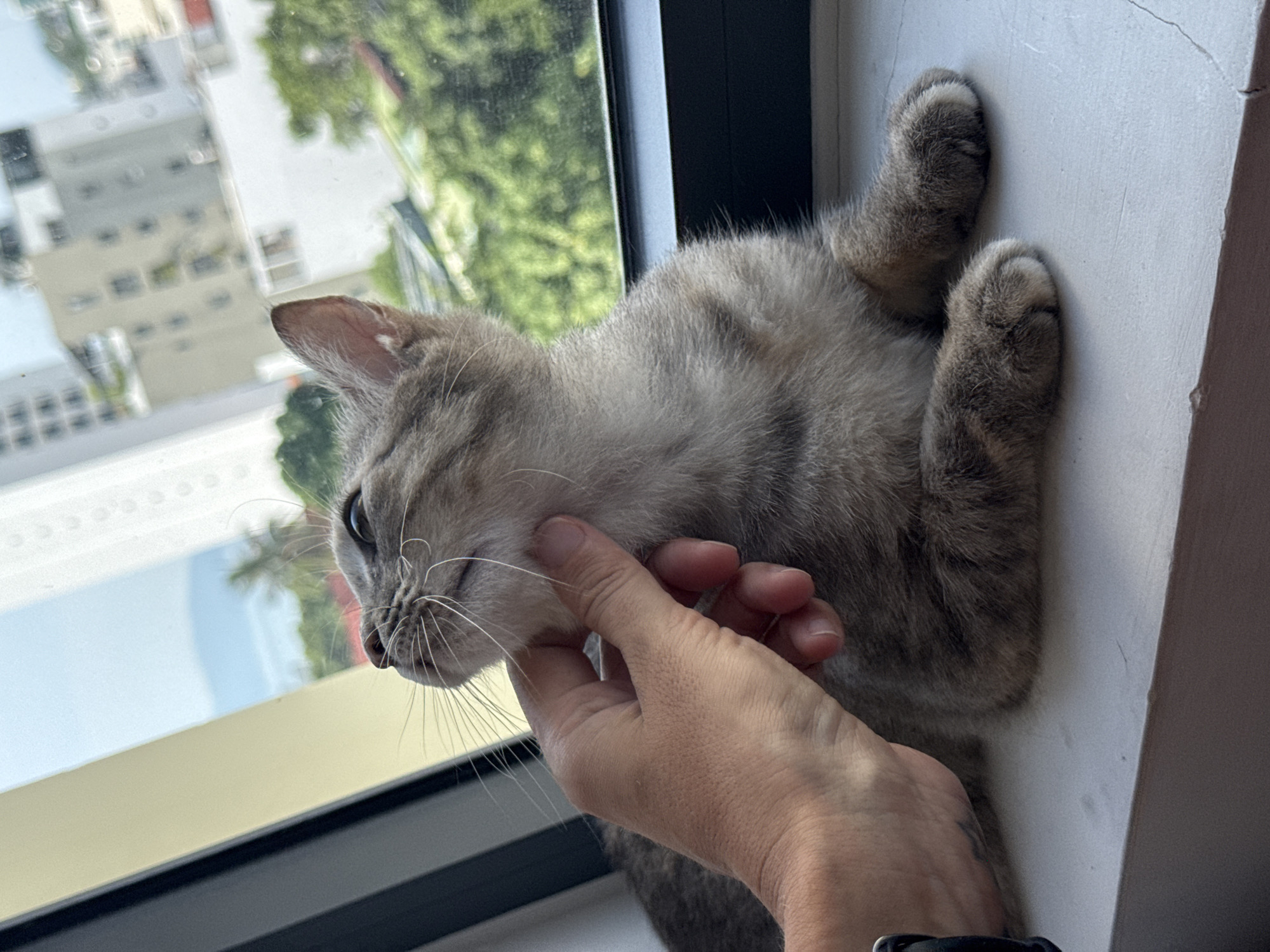 A grey tabby kitten is perched on a windowsill, looking upwards and to the left. A human hand is gently stroking the kitten's chin. Outside the window, buildings and lush green trees are visible, suggesting an urban environment. The sky is a pale blue. The location is specified as Bac Nha Trang Ward, Vietnam.