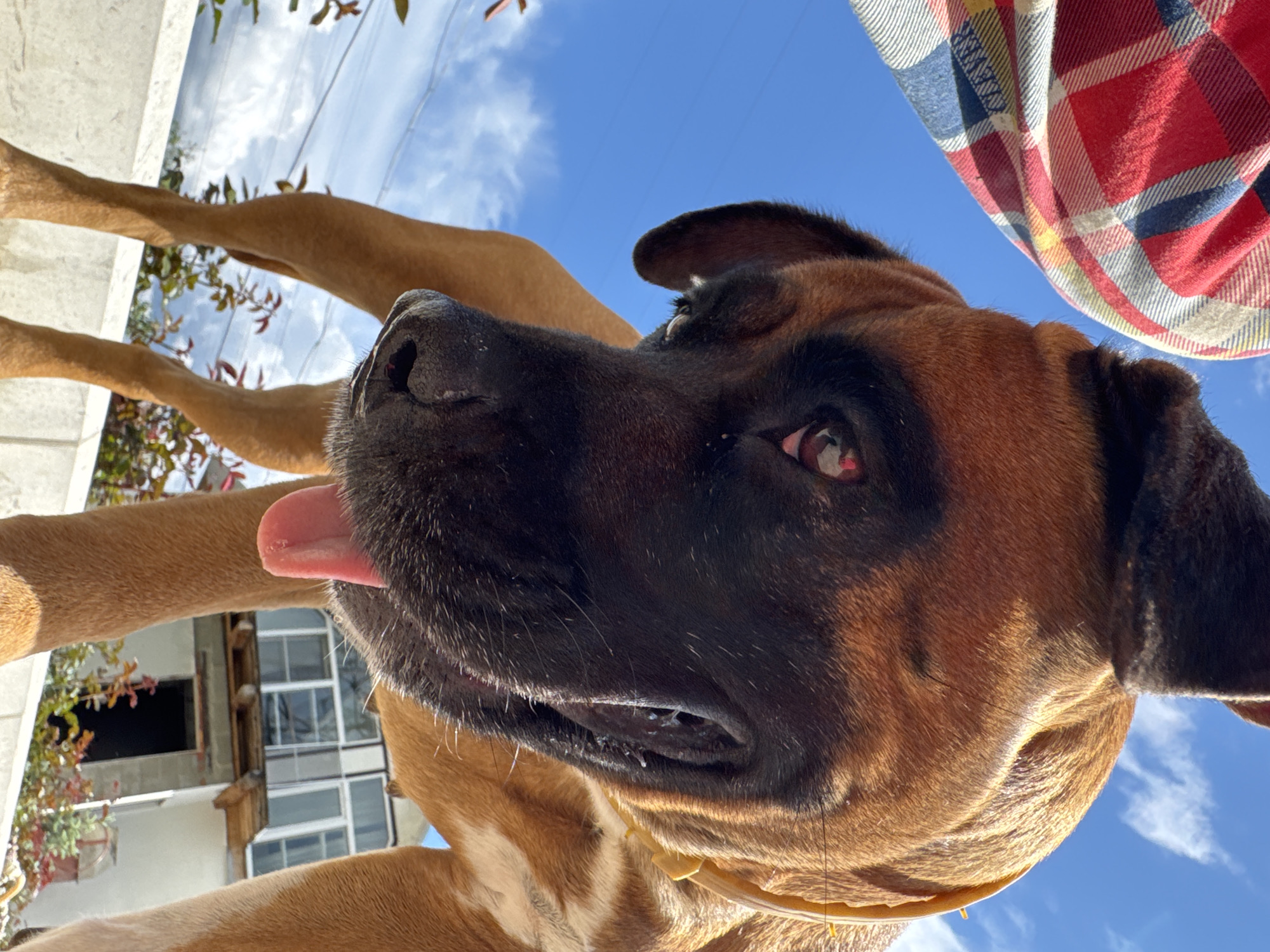 A close-up, low-angle shot depicts a tan and black dog with its tongue slightly protruding. The dog appears to be lying on its back or is in a position viewed from below. Part of a plaid shirt is visible in the upper right corner of the frame. The background includes a bright blue sky. There's a glimpse of a building structure, possibly a house, visible in the lower left part of the frame. It's daytime, and the lighting suggests a sunny day. The location mentioned is Chaikovsky, Russia, but there's no distinct evidence within the image to confirm that specific location.