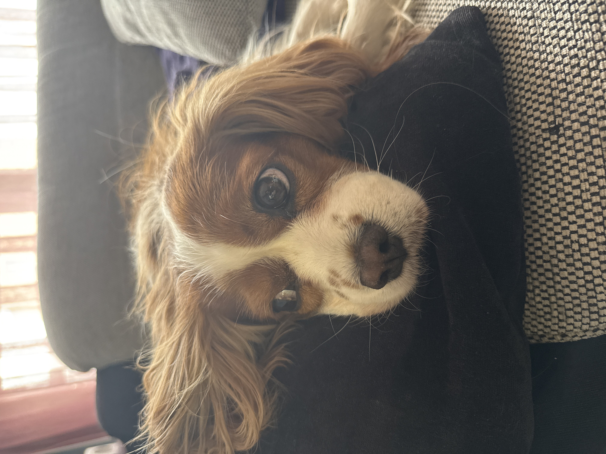 A brown and white Cavalier King Charles Spaniel is positioned with its head tilted upside down against a dark, possibly black, fabric surface. The dog's face is prominent, with one eye clearly visible and a white and brown muzzle. The dog's ear fur is draped to the side. The background shows a neutral-colored patterned couch or chair. There is no indication of the city of Sofia, Bulgaria, in this image.