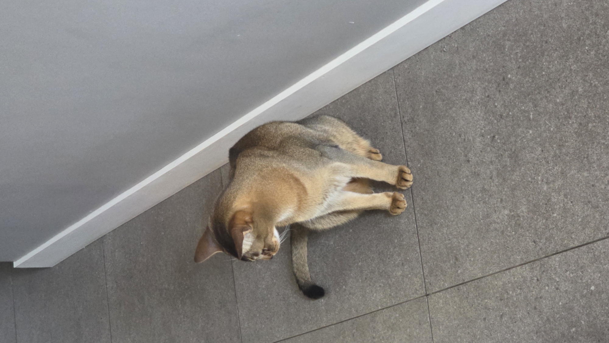 A domestic Abyssinian cat lies on a grey tiled floor near a white baseboard. The cat is positioned with its head angled towards the left and its body curled. The cat is tan/brown with a dark tail. The setting appears to be indoors with a ceiling visible above the baseboard. No information connects this image to the city of Saint Petersburg, Russia.