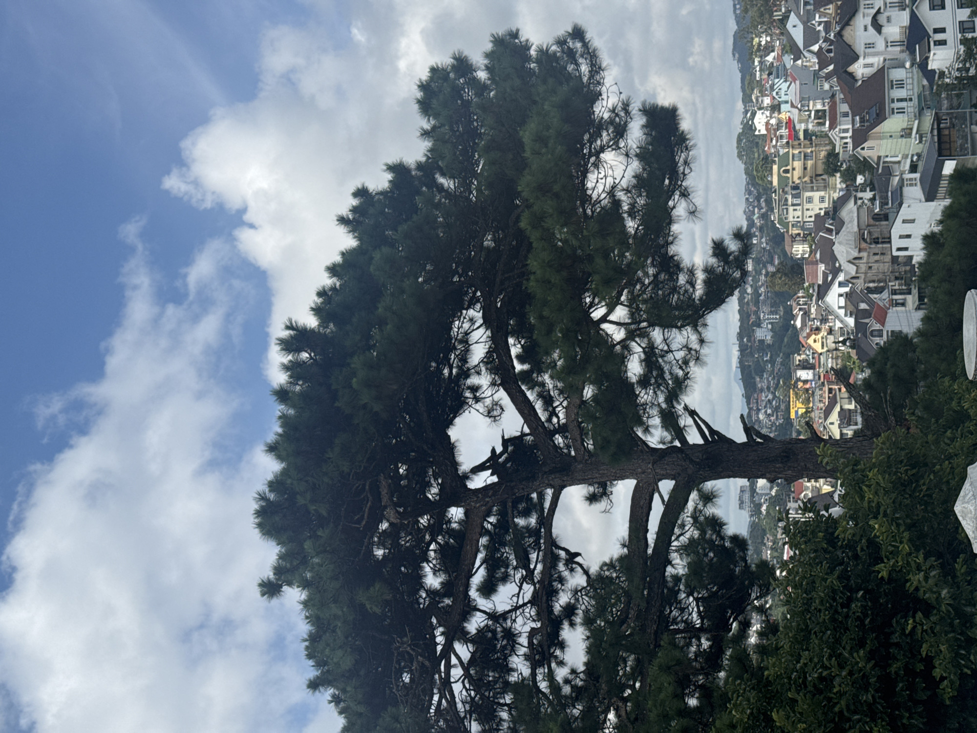 The image depicts a scenic view of Da Lat, Vietnam, characterized by its distinctive European-influenced architecture and lush greenery. In the foreground, a large, mature pine tree with its branches spread wide dominates the frame, its dark green needles contrasting with the bright sky. Below the tree and extending into the background, a dense collection of buildings with colorful roofs and varied architectural styles covers the rolling hills. The houses are a mix of residential and possibly commercial properties, with some featuring balconies, tiled roofs, and distinctive window designs. The presence of numerous trees and vegetation scattered throughout the city suggests a mountainous or highland terrain. The sky above is a dynamic mix of blue patches and fluffy white clouds, indicating a fair but potentially changeable weather day. The overall impression is one of a charming, well-established city nestled within a verdant landscape.