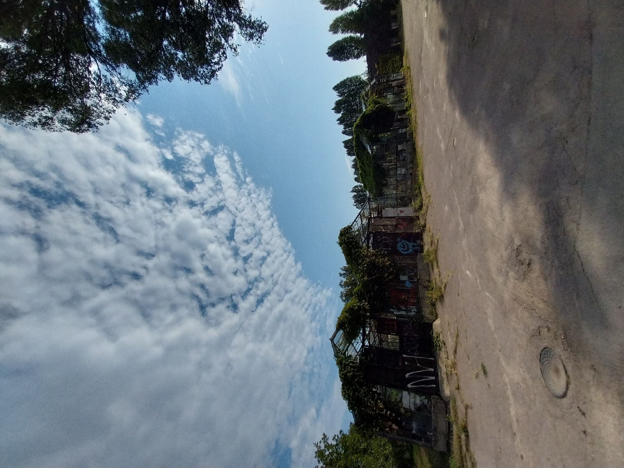 The image depicts a long, dilapidated greenhouse structure with a broken glass roof, overgrown with vines and covered in graffiti. The building appears to be abandoned. In the foreground, a patch of grey asphalt is visible, with a circular metal manhole cover. The background shows a line of trees and a bright blue sky with scattered white clouds. The scene is set outdoors, with the sun casting shadows on the ground. This image was captured in Doslidne, Ukraine.