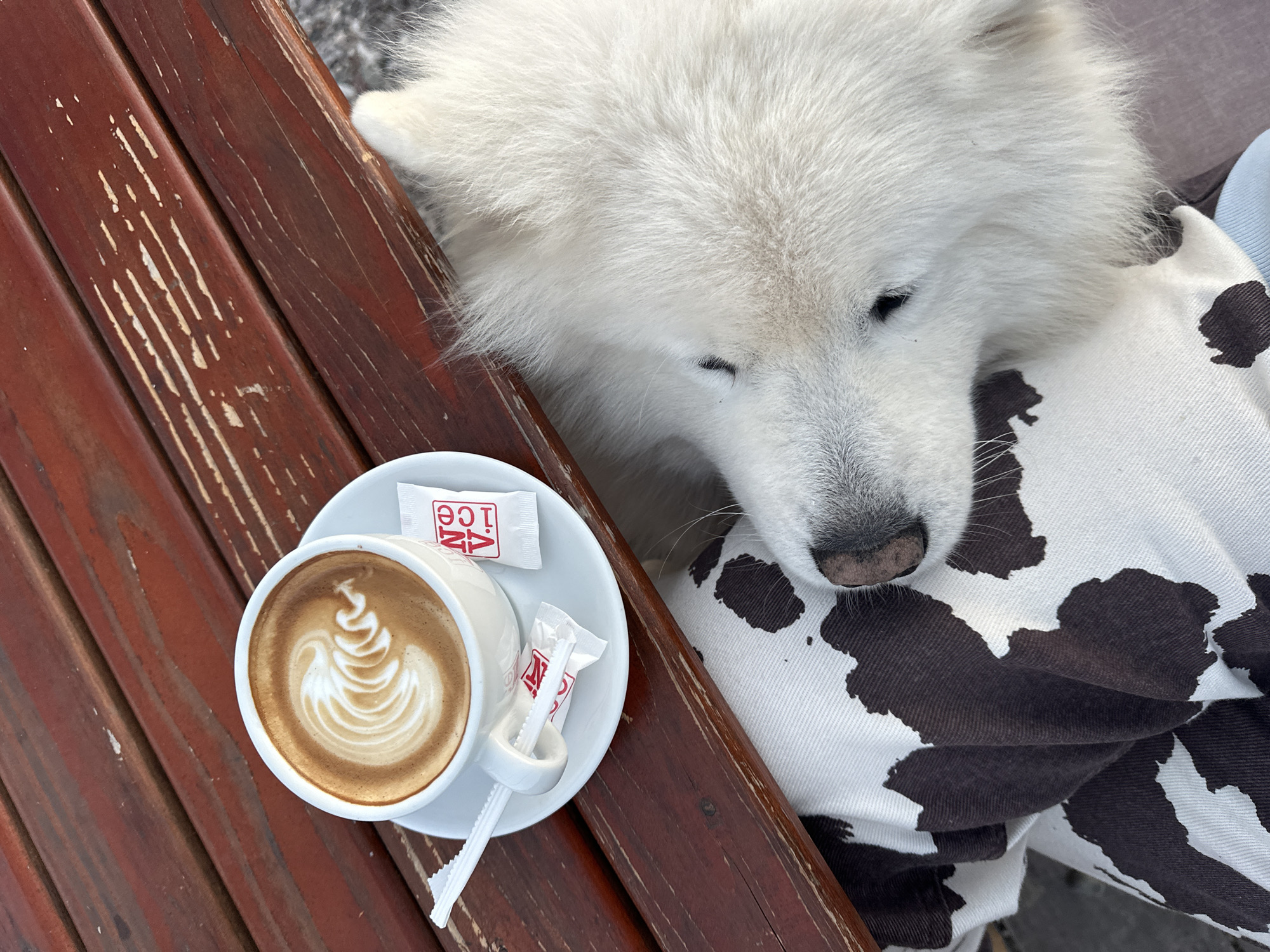 A Samoyed dog rests its head on the lap of a person wearing clothing with a black and white cow print. A cup of coffee with latte art and two sugar packets sits on a saucer atop a wooden surface. The scene is in Šušanj, Montenegro.
