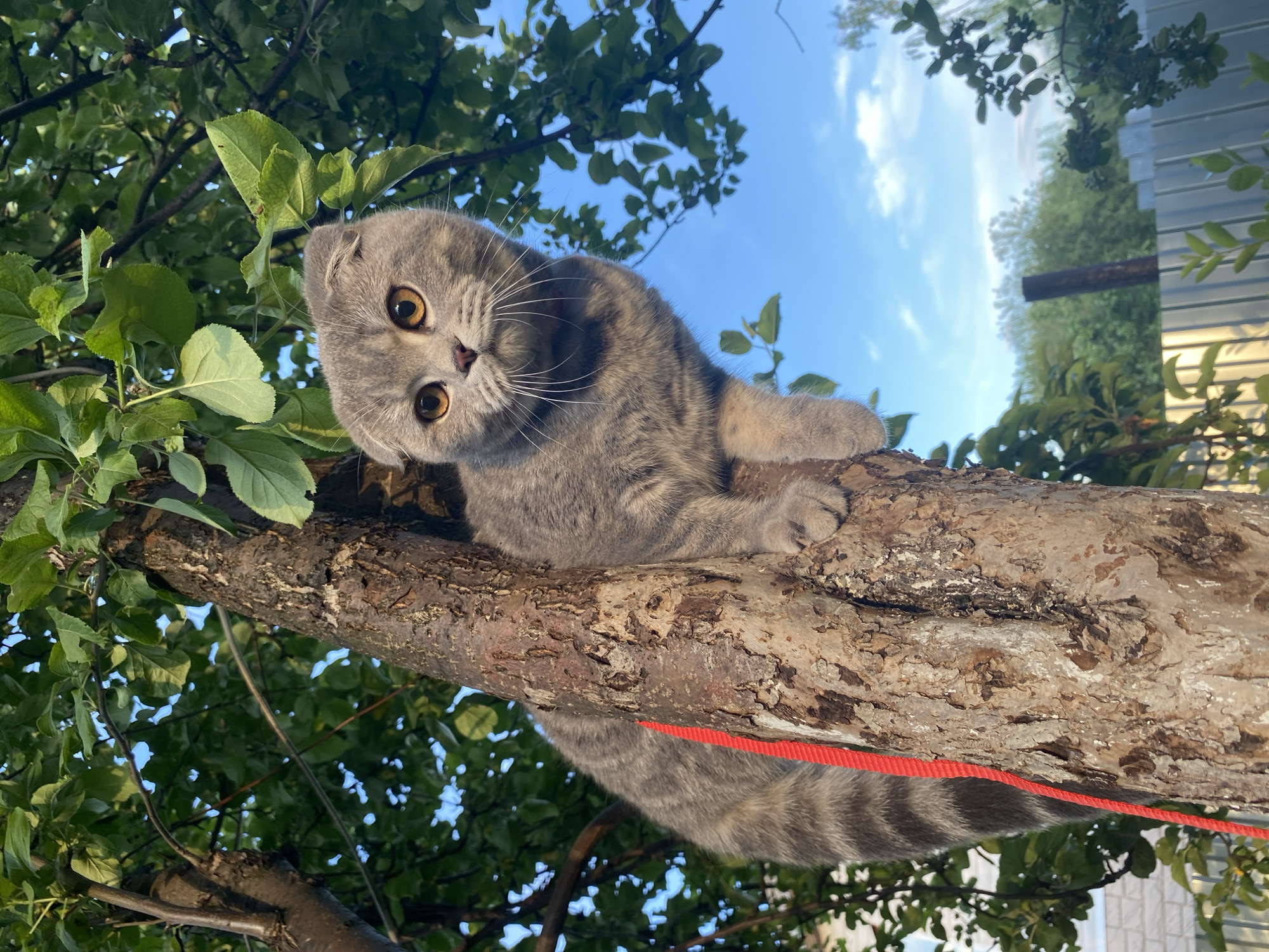 A grey Scottish Fold cat with orange eyes is perched on a tree trunk, looking directly at the camera. The cat has folded ears and a grey tabby pattern on its fur. A red leash is attached to the cat and hangs down the side of the tree. The tree is in an outdoor setting, with green leaves and a blue sky visible in the background. There is a grey metal fence and some buildings in the distance, suggesting an urban or suburban environment. The scene is likely taking place in the city of Votkinsk, Russia.