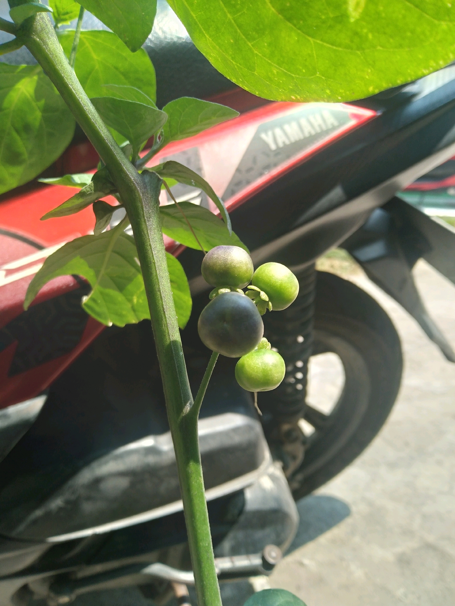 In South Tangerang, Indonesia, this close-up, eye-level shot captures a plant with several small, round fruits growing on a green stem. The fruits are in various stages of ripening, with some appearing green and others a dark purplish-black. The plant's green leaves are visible in the foreground and background. In the blurred background, the side panel of a red and black motorcycle with the "YAMAHA" logo is discernible, along with a tire and part of the pavement. The lighting suggests it is daytime, with sunlight casting shadows.