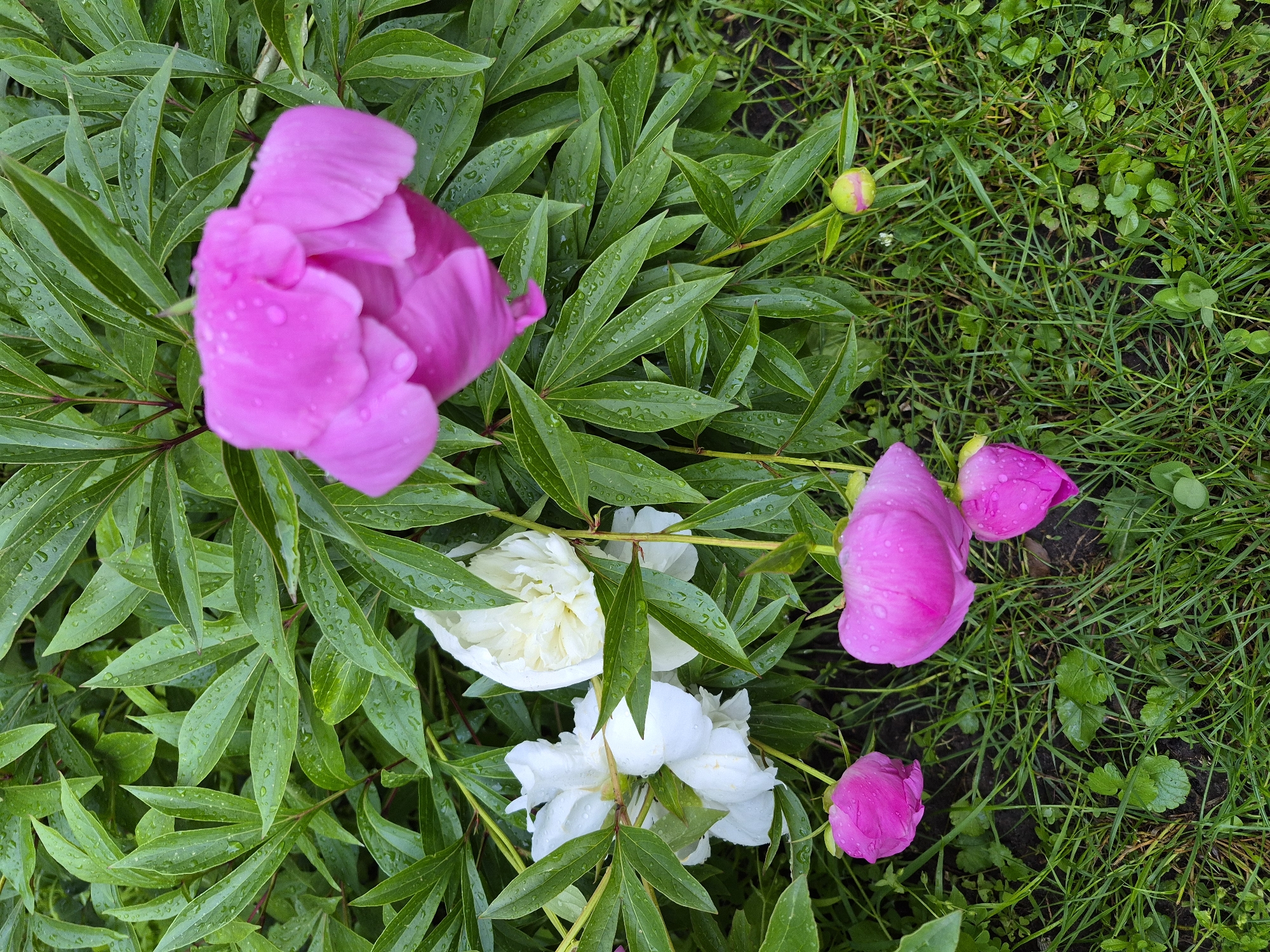 The image displays an outdoor garden scene in Hlevakha, Ukraine, featuring multiple peony flowers and foliage visibly wet from recent precipitation. A large, partially opened bright pink peony flower, covered in numerous clear water droplets, is centrally located in the upper-right quadrant. To its left, two white peony flowers, one appearing fully open and the other partially open, are nestled among dark green leaves and also display water droplets. Three additional bright pink peony buds, also covered in water droplets, are visible in the lower section of the frame; two are distinctly pink in the lower-left and lower-center, while a third, smaller bud with a green calyx and pink tip, is in the lower-right. The majority of the upper and middle portions of the image are densely filled with deep green peony leaves, all uniformly covered in small water droplets. The lower third of the image consists of damp green grass, interspersed with patches of darker soil and smaller, broad-leafed ground cover plants. No human subjects or artificial structures are visible within the frame.