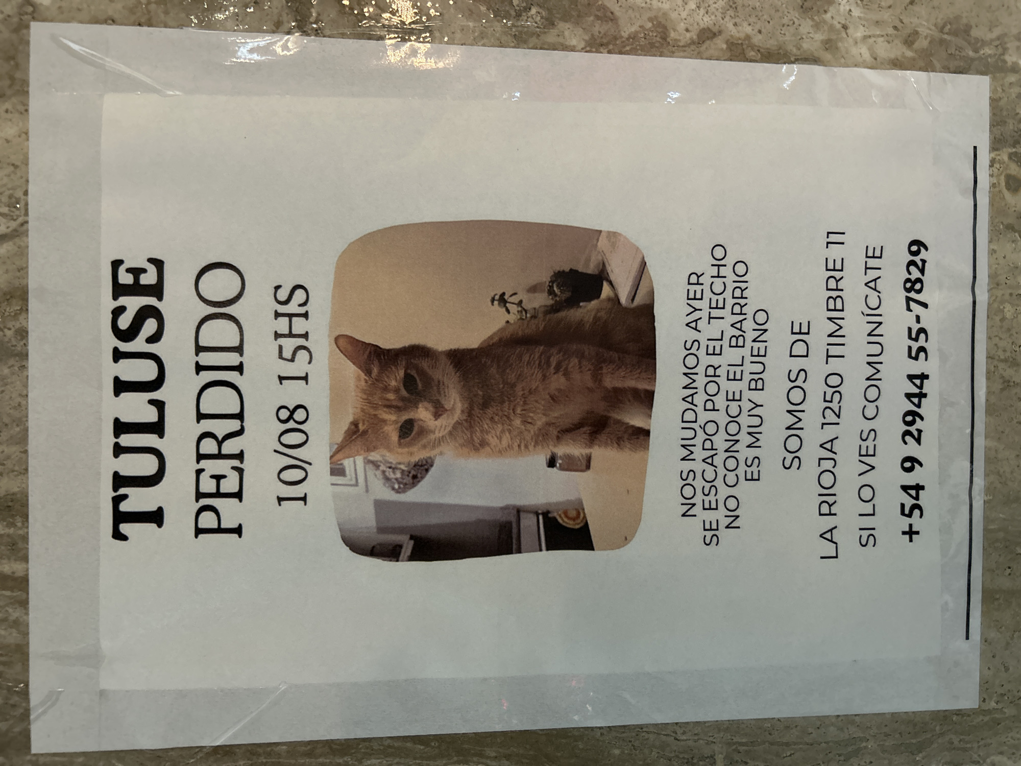 A flyer is posted on a textured wall, possibly in Buenos Aires, Argentina, advertising a lost cat. The flyer has a black border and a white background. At the top, in large black capital letters, it reads "TULUSE PERDIDO". Below this, it states "10/08 15HS", indicating the date and time the cat went missing. A framed picture of an orange tabby cat is in the center of the flyer. Below the picture, text in Spanish reads: "NOS MUDAMOS AYER SE ESCAPÓ POR EL TECHO NO CONOCE EL BARRIO ES MUY BUENO". This translates to: "WE MOVED YESTERDAY IT ESCAPED THROUGH THE ROOF IT DOESN'T KNOW THE NEIGHBORHOOD IT IS VERY GOOD". Further down, it says "SOMOS DE LA RIOJA 1250 TIMBRE 11 SI LO VES COMUNÍCATE" which means: "WE ARE FROM LA RIOJA 1250 APARTMENT 11 IF YOU SEE IT CONTACT US". Finally, a phone number is listed: "+54 9 2944 55-7829". The flyer appears to be slightly creased and possibly laminated. The background wall has a mottled appearance, with variations in color and texture.