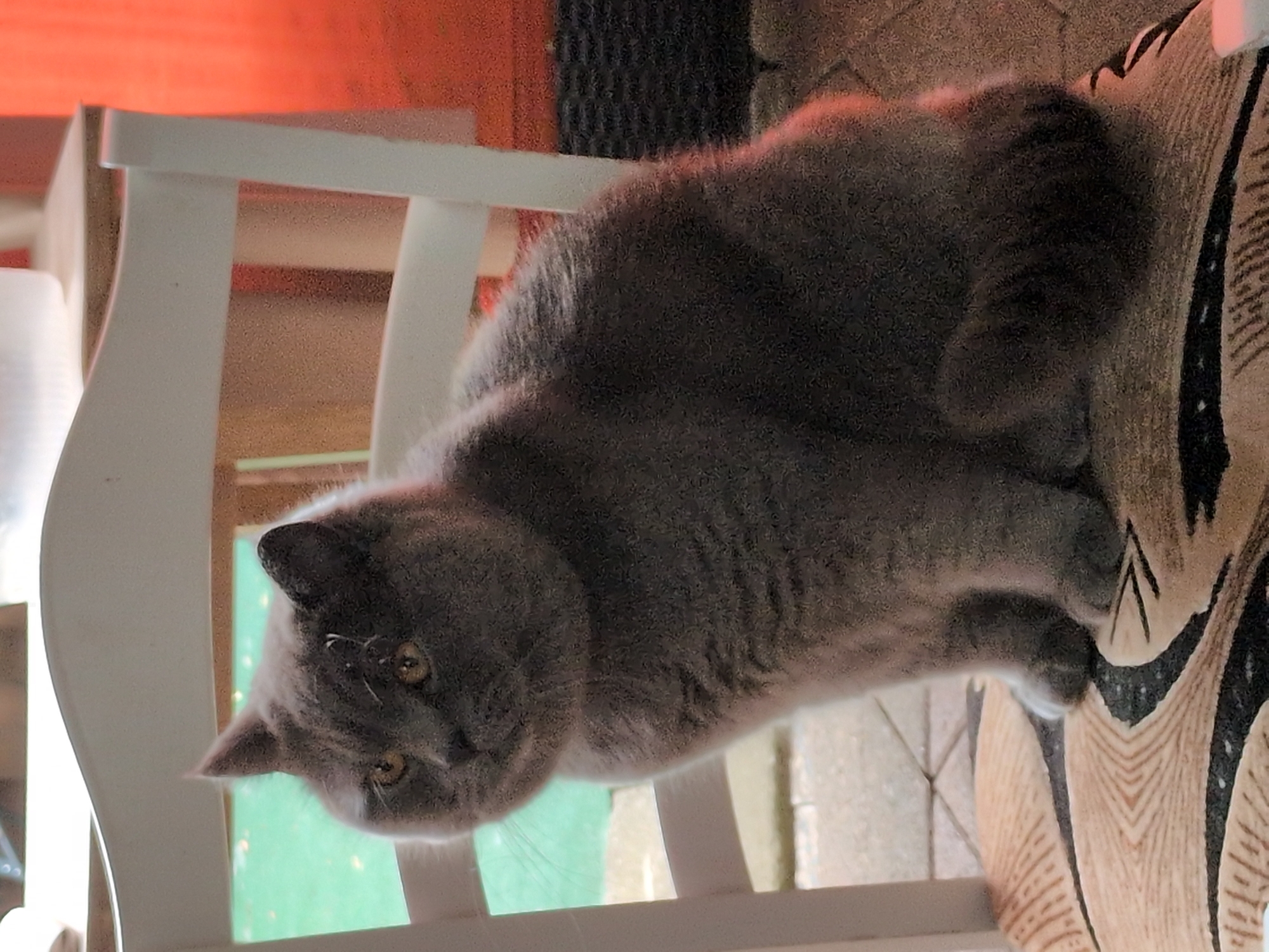 A grey British Shorthair cat is sitting on a chair with a patterned cushion. The cat is looking to the left. The chair is white and appears to be outdoors, with a green background visible through its slats. There is a red curtain or fabric in the background on the right side of the image. The ground beneath the chair is paved. The scene is likely a backyard or patio area. This image was taken in Sömmerda, Germany.