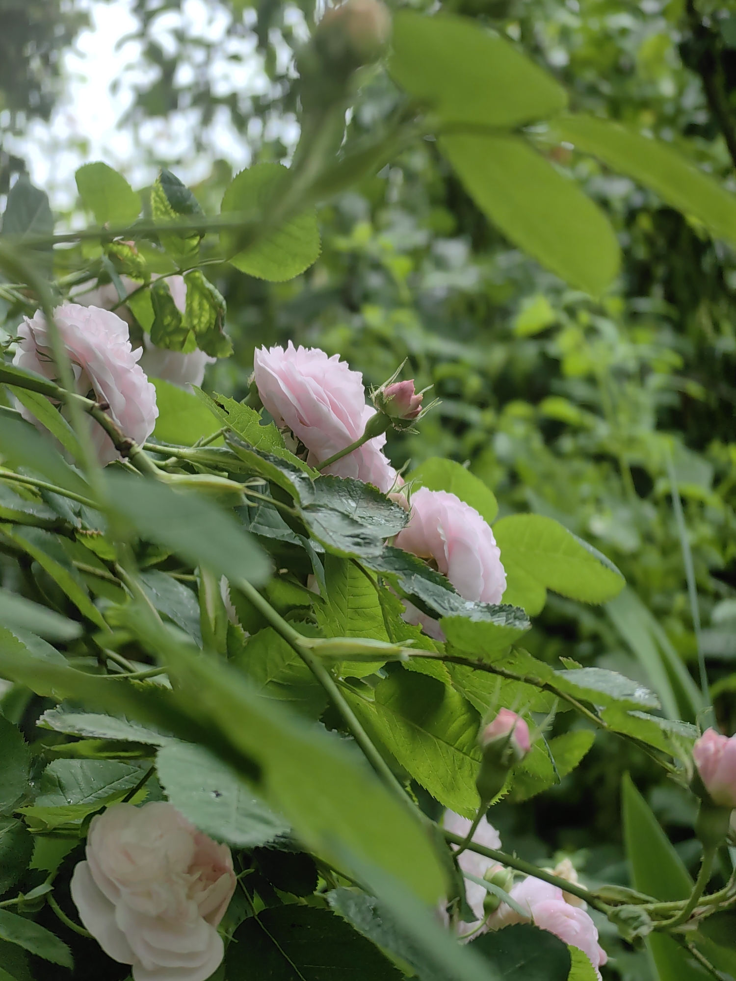 A close-up, low-angle shot captures a cluster of pale pink roses and their buds nestled amongst lush green foliage in a garden setting. The roses, with delicate, layered petals, are the primary focus, some fully bloomed and others tightly closed. Their soft hue contrasts with the vibrant, varied shades of green leaves and stems, which are wet with what appear to be raindrops. The background is a soft blur of more greenery, suggesting a dense, natural environment. The lighting is soft and diffused, indicative of an overcast day or dappled shade. The image evokes a sense of natural beauty and tranquility. The scene is located in the Ароматновское сельское поселение, Ukraine. There are no people or animals visible.