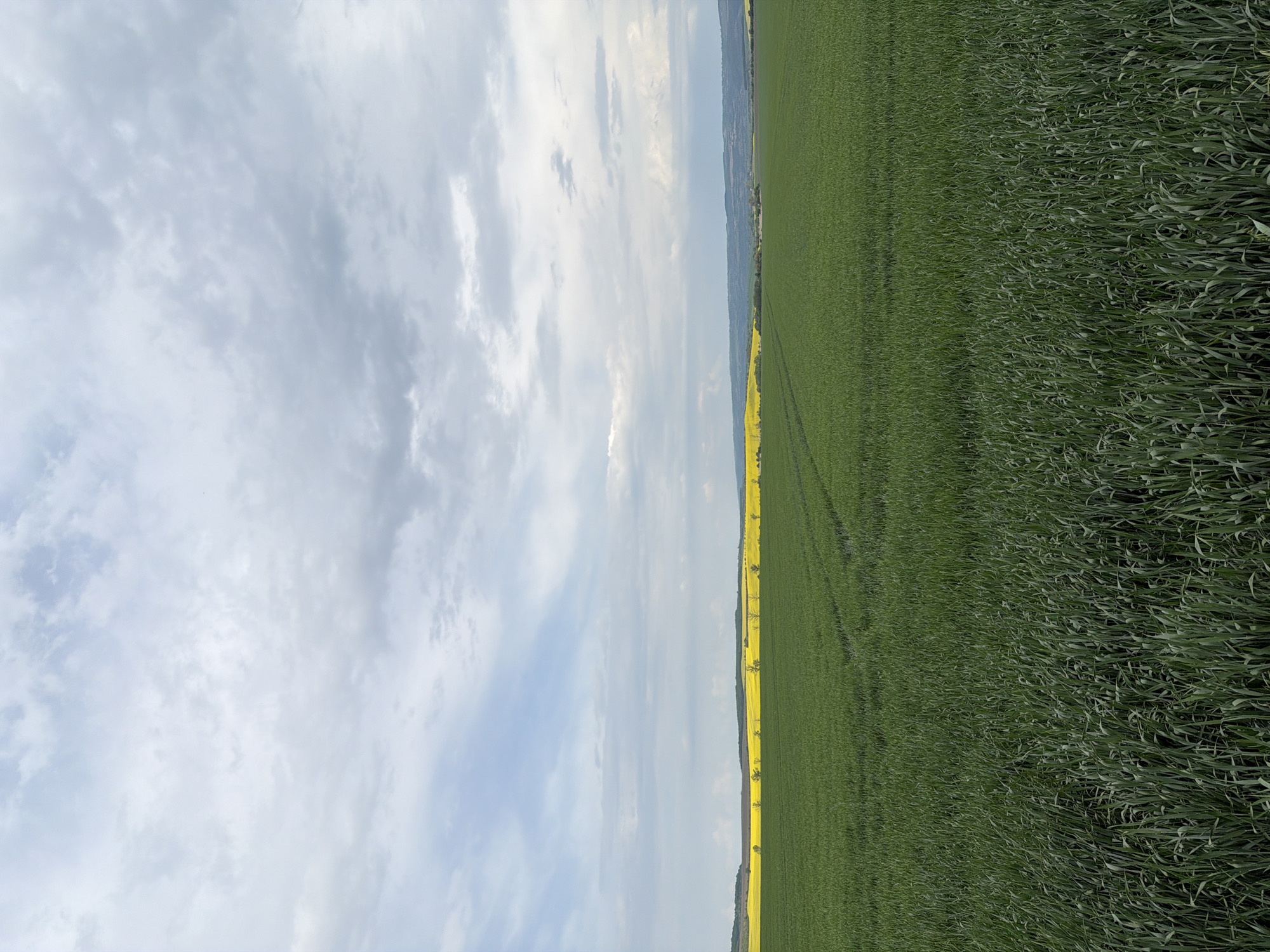 The image depicts a landscape in Goran, Bulgaria, featuring a green field of crops extending towards the horizon on the right side. A strip of yellow flowers lines the edge of the field. Above, a cloudy sky fills the left side of the frame. The image orientation is vertical. There are no people visible. The environment is rural, with agricultural fields dominating the view.