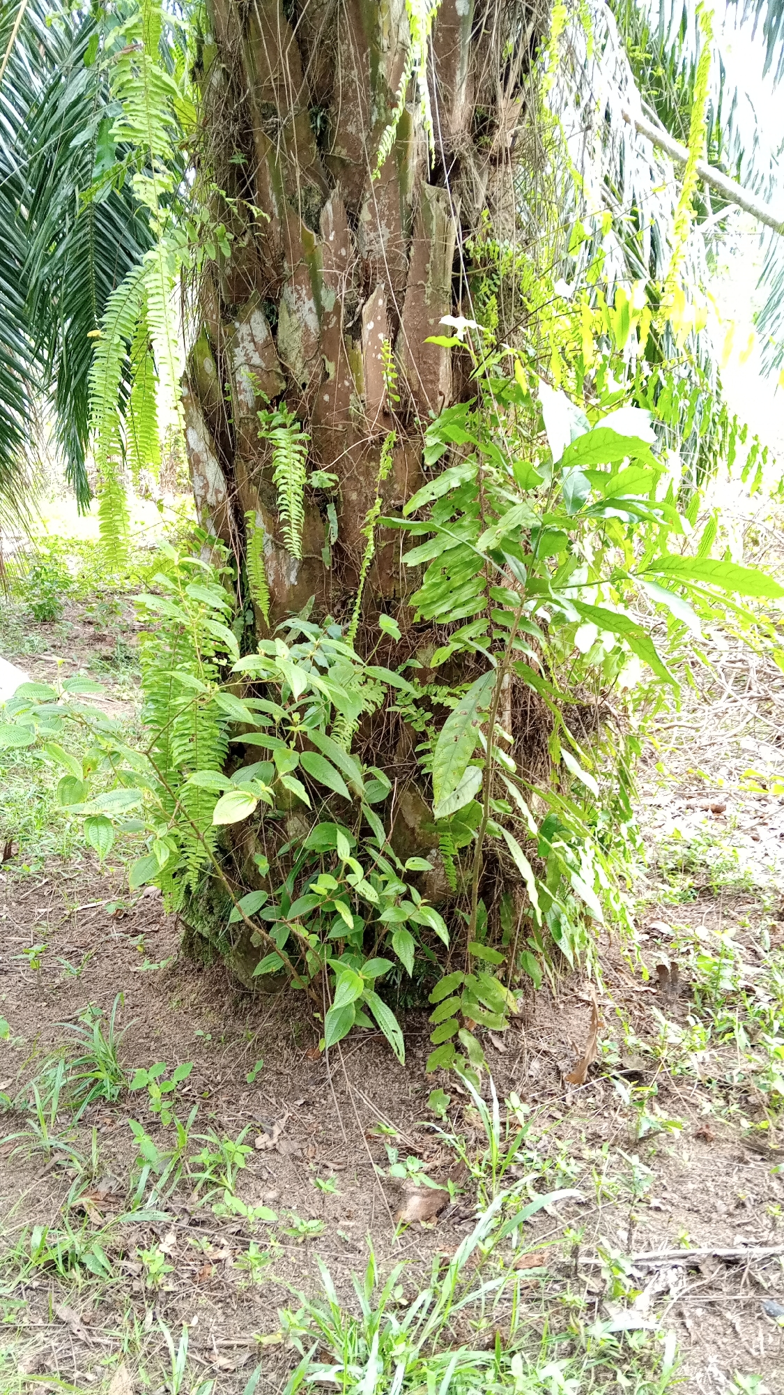 In Meunasahdayah, Indonesia, the image captures the base of a palm tree trunk covered in vines and ferns. The trunk is rough and textured, with weathered brown bark and patches of lighter green moss. Several species of green leafy plants, including ferns with feathery fronds and broader-leafed vines, grow on and around the trunk. The ground surrounding the tree is covered in dry soil, scattered leaves, and patches of green grass. The background consists of more palm trees and vegetation, suggesting a tropical or subtropical environment. The lighting indicates it is daytime.