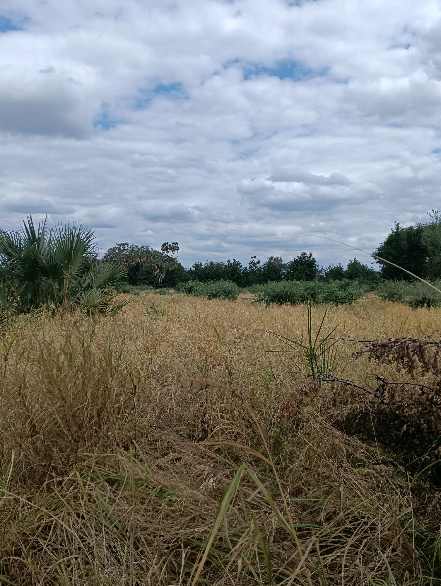 An outdoor, full-shot, vertical, medium-distance photograph depicts a dry, grassy field stretching towards a line of trees under a cloudy sky. The field is dominated by tall, dry, golden-brown grasses, with some greener, taller blades interspersed. A prominent palm tree with large fronds is visible on the left side of the frame, partially obscuring the trees in the background. The trees in the background consist of dense green foliage with a few taller, more scattered trees. The sky is filled with a mix of white and gray clouds, with patches of blue sky visible. The scene appears to be located in a rural or natural area, potentially in Mutitu/Kaliku Ward, Kenya, given the vegetation and arid appearance of the field. There are no people or animals visible in the photograph.