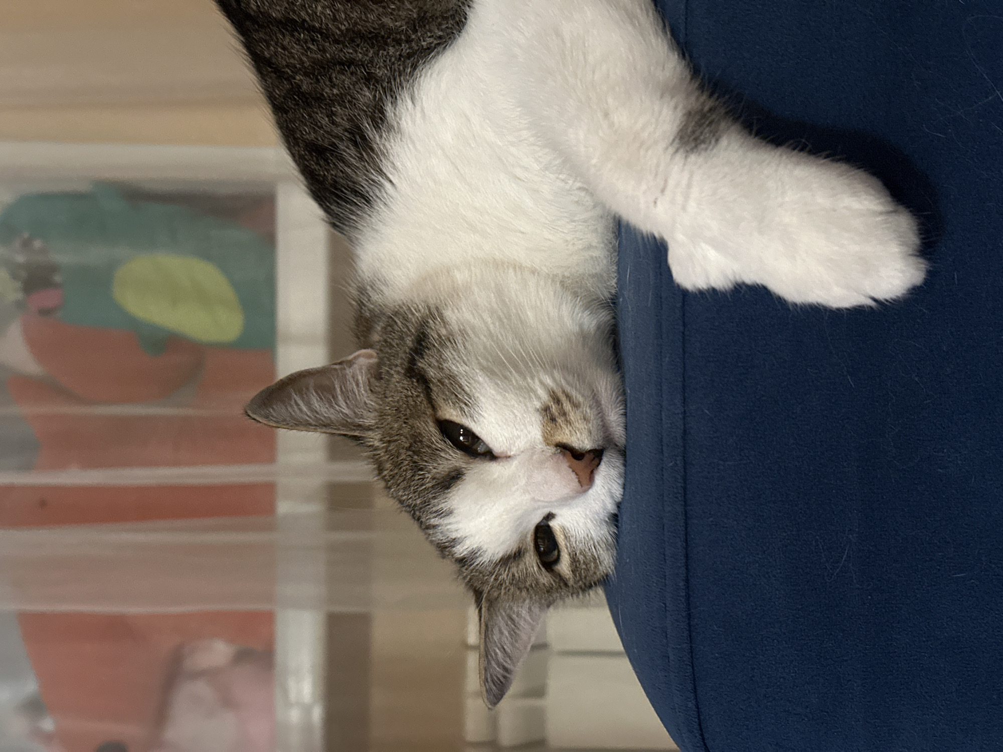 A close-up, upside-down photograph depicts a gray and white tabby cat draped over a dark blue object. The cat's head is near the bottom of the frame, with its ears visible at the corners. Its paws rest on the blue surface. The background is blurred but shows elements of an interior space, including a translucent plastic container with multicolored items inside. There is no indication this photo was taken in Krasnoyarsk, Russia.