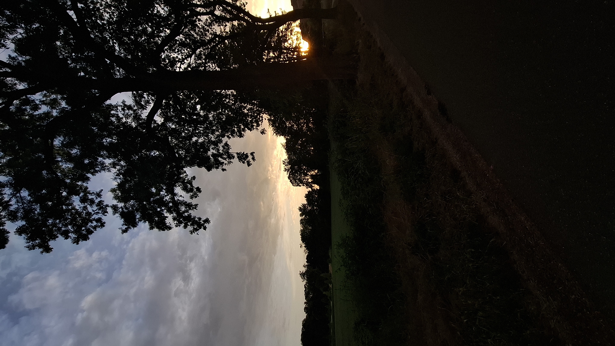 A silhouetted large tree dominates the right side of the frame, its branches reaching towards a cloudy sky. The sky is a mix of soft grey clouds and areas of warm orange and yellow light, suggesting either dawn or dusk. In the background, a line of trees forms a dark silhouette against the horizon. To the left of the large tree, a patch of grassland and vegetation is visible, gradually becoming darker as it recedes into shadow. A paved path or road runs diagonally from the lower right corner of the image towards the center. The overall scene is dark and atmospheric, with the setting or rising sun casting a warm glow. This image does not depict any specific location in Strasbourg, France.