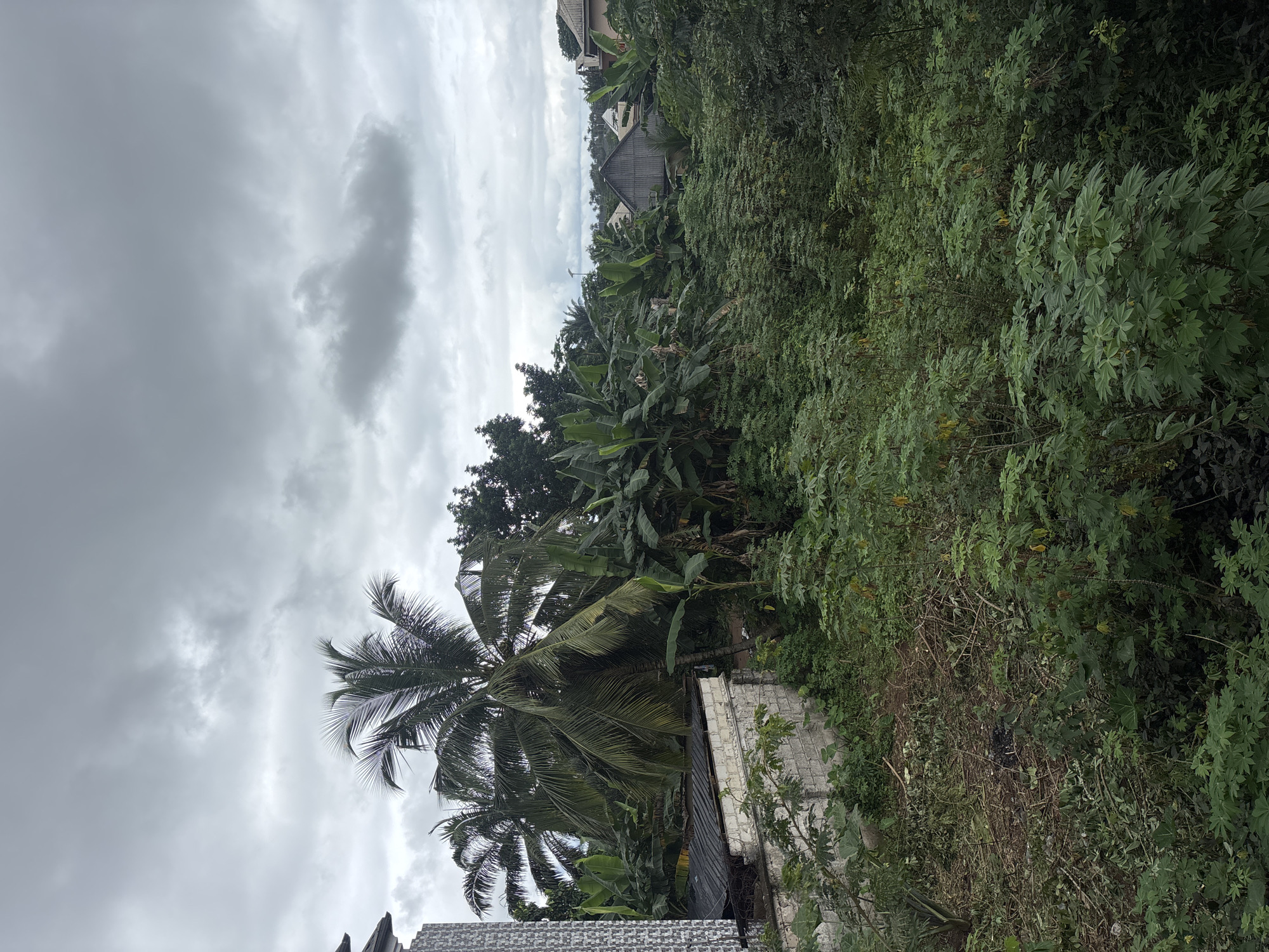 The image depicts an overcast sky above a lush, overgrown landscape in Ihiagwa, Nigeria. In the foreground, a variety of green foliage dominates, with dense bushes and smaller trees. A partially constructed white brick wall with metal fencing runs along the left side of the frame, with debris and dry leaves scattered on the ground next to it. Behind the wall, a corrugated metal roof is visible. Towering palm trees and large banana plants are prominent in the middle ground, their fronds spread wide. Several buildings with pitched roofs are visible in the distance, interspersed with more trees. The overall impression is one of a semi-developed area where nature is reclaiming the space.