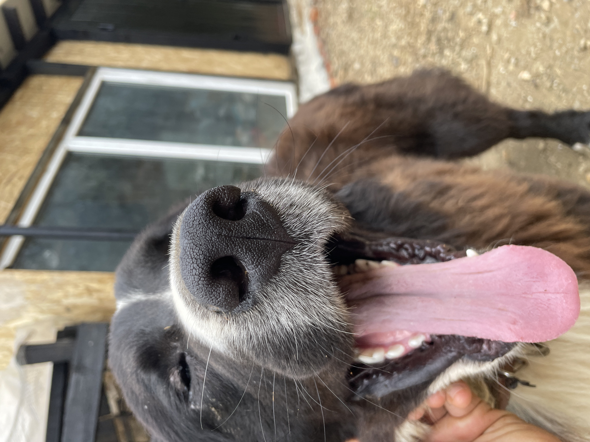 A close-up, Dutch-angled shot captures a dog's face, primarily focusing on its nose and mouth, against an outdoor background in Zlatograd, Bulgaria. The dog, likely a medium to large breed, has mostly dark brown and black fur with distinct white and grey markings around its muzzle and chin, indicating some age. Its large, wet black nose is prominent in the foreground, with numerous long, white whiskers extending outwards.
The dog's mouth is wide open, revealing a large, pink tongue extended to the side, suggesting it is panting or yawning, possibly after activity or due to warmth. Its white teeth and gums are visible. A human hand is subtly visible underneath the dog's chin on the right side of the frame, appearing to pet or hold the dog.
The background is softly out of focus but shows elements of a building. To the left, there's a structure with exposed wooden beams or planks and a window with a white frame. Further back and to the right, there's an indistinct, lighter-colored wall or ground surface, possibly concrete or dirt, with scattered small stones. The lighting suggests it is daytime with bright, natural light. The overall mood conveyed is one of joy or playful interaction between the dog and its owner. There is no visible text in the image.