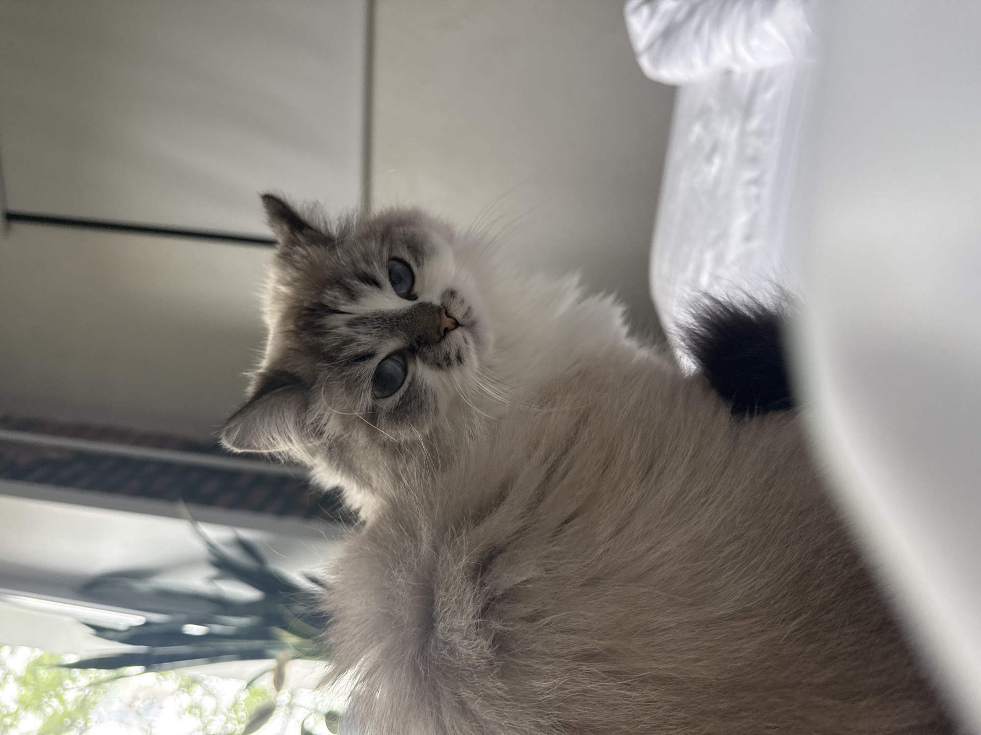 A fluffy, long-haired cat with blue eyes is gazing at the viewer with its head tilted. The cat has a gray and white coat with a dark tail and is positioned near a window with greenery visible outside. The background includes a bright, blurry white surface, possibly a wall or furniture, and a glimpse of a window frame. The image appears to have been taken indoors.