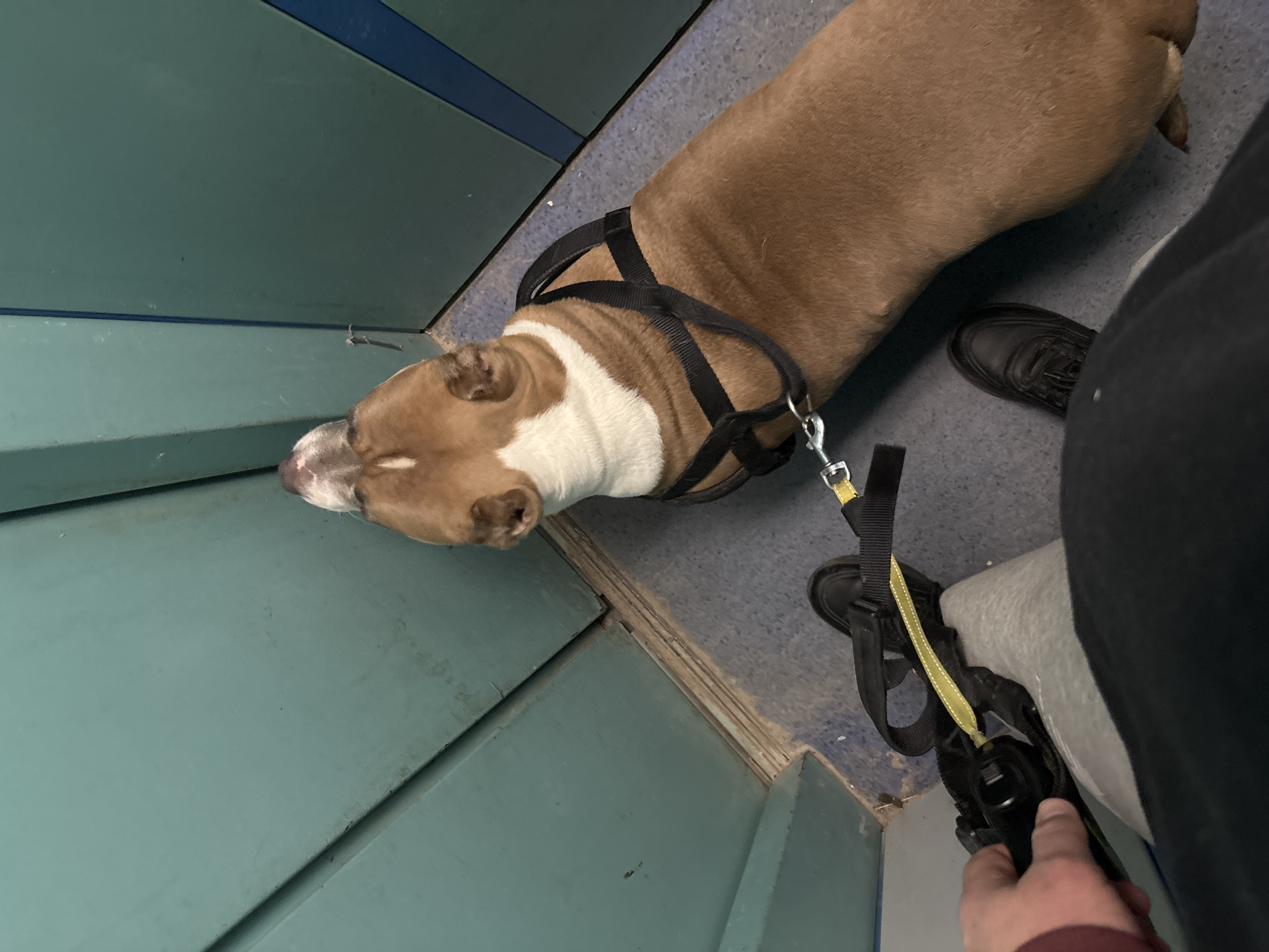 A medium-sized brown and white dog wearing a black harness is lying on the floor, appearing to rest its head against a blue wall. A person is standing next to the dog, holding its leash. The floor appears to be a light grey color. The image does not contain any identifying features that would indicate it was taken in Minsk, Belarus.