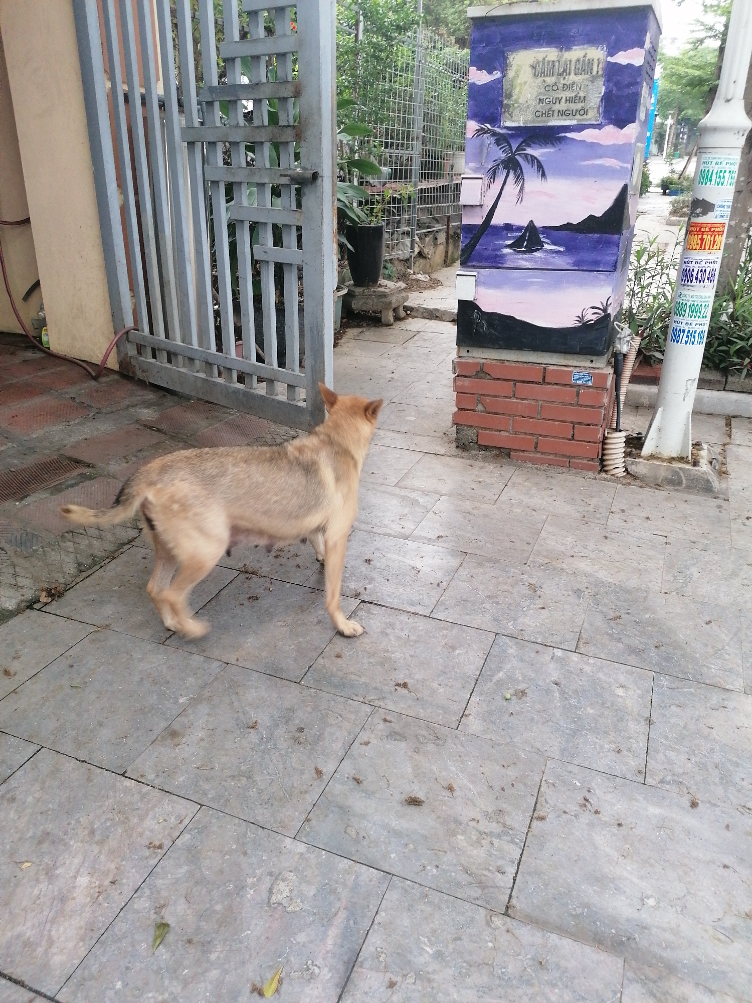 A light brown, medium-sized dog stands on a grey tiled sidewalk, facing towards the right side of the frame with its tail slightly raised. The dog, possibly a mixed breed, has lighter fur on its legs and underbelly, and a darker reddish-brown shade on its back and tail. Its belly appears somewhat distended, possibly indicating pregnancy or recent lactation. It seems to be observing something out of view.
To the left of the dog, a partially open, light grey metal gate with vertical and horizontal bars provides entry to a property, next to a tan-colored wall. A red hose runs along the bottom of the wall and beneath the gate.
On the right side of the image, beyond the dog, a tall, rectangular utility box rests on a red brick base. The box is painted with a vibrant purple and pink mural depicting a sunset or sunrise over water, featuring a palm tree and a sailboat. A warning sign at the top of the box, visible in Vietnamese, reads: "CẤM LẠI GẦN! CÓ ĐIỆN NGUY HIỂM CHẾT NGƯỜI" (Do not approach! Electricity is dangerous, kills people).
Adjacent to the utility box is a white pole, likely a street light or utility pole, adorned with multiple green and white stickers. These stickers advertise "HÚT BỂ PHỐT" (Septic Tank Pumping/Cleaning) and display various phone numbers: "0984.155.75", "0985.701.201", "0906.430.486", "0889.199.22", and "0987.515.198".
The ground is paved with large, irregularly shaped grey tiles, covered with scattered debris and a few leaves. Green foliage and potted plants are visible behind the gate and around the utility box and pole. The scene takes place outdoors during the daytime under diffused light, characteristic of an urban or suburban street in Ha Tu Ward, Vietnam.
